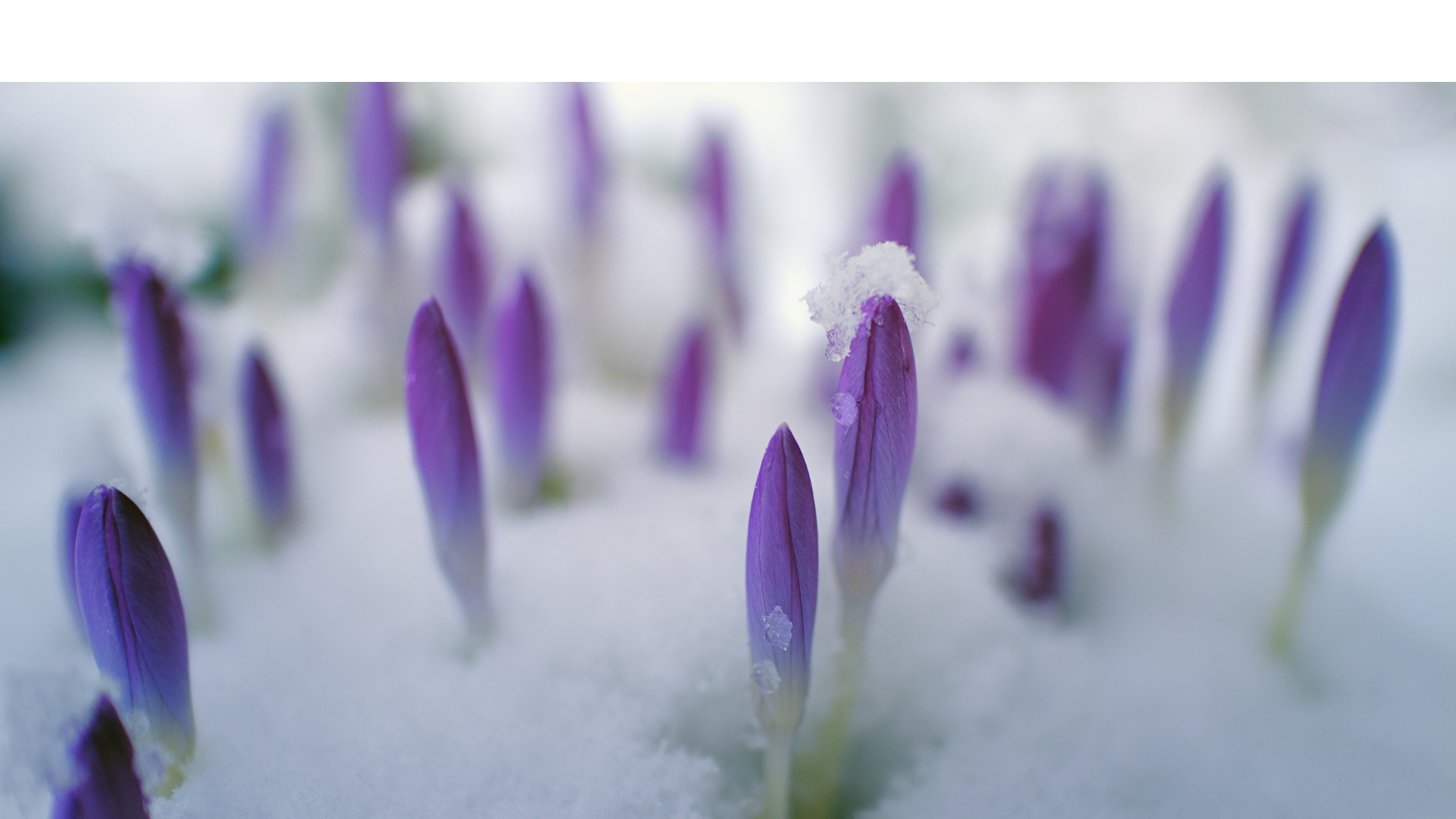 spring slide (1).png