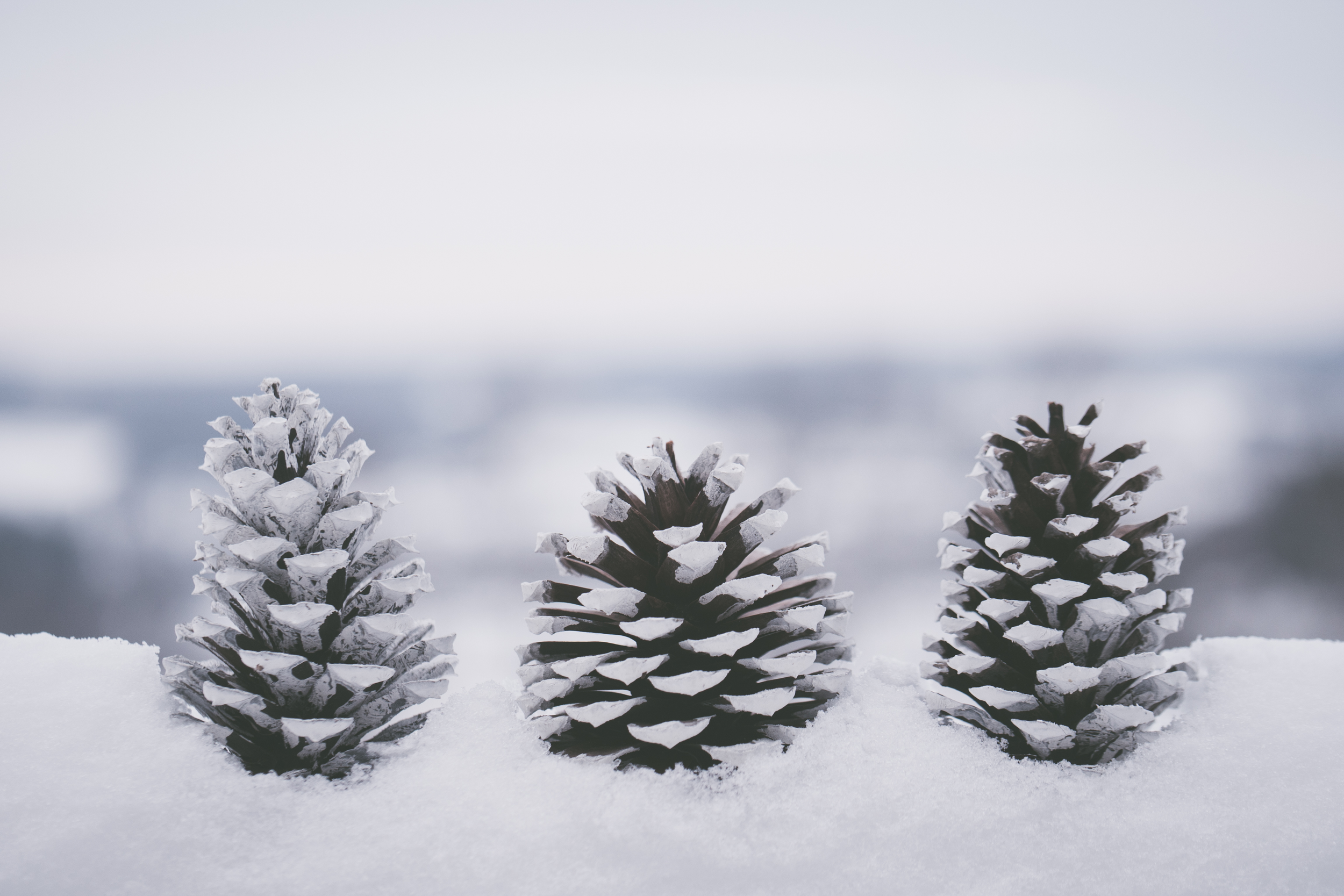 Winter pinecones.png