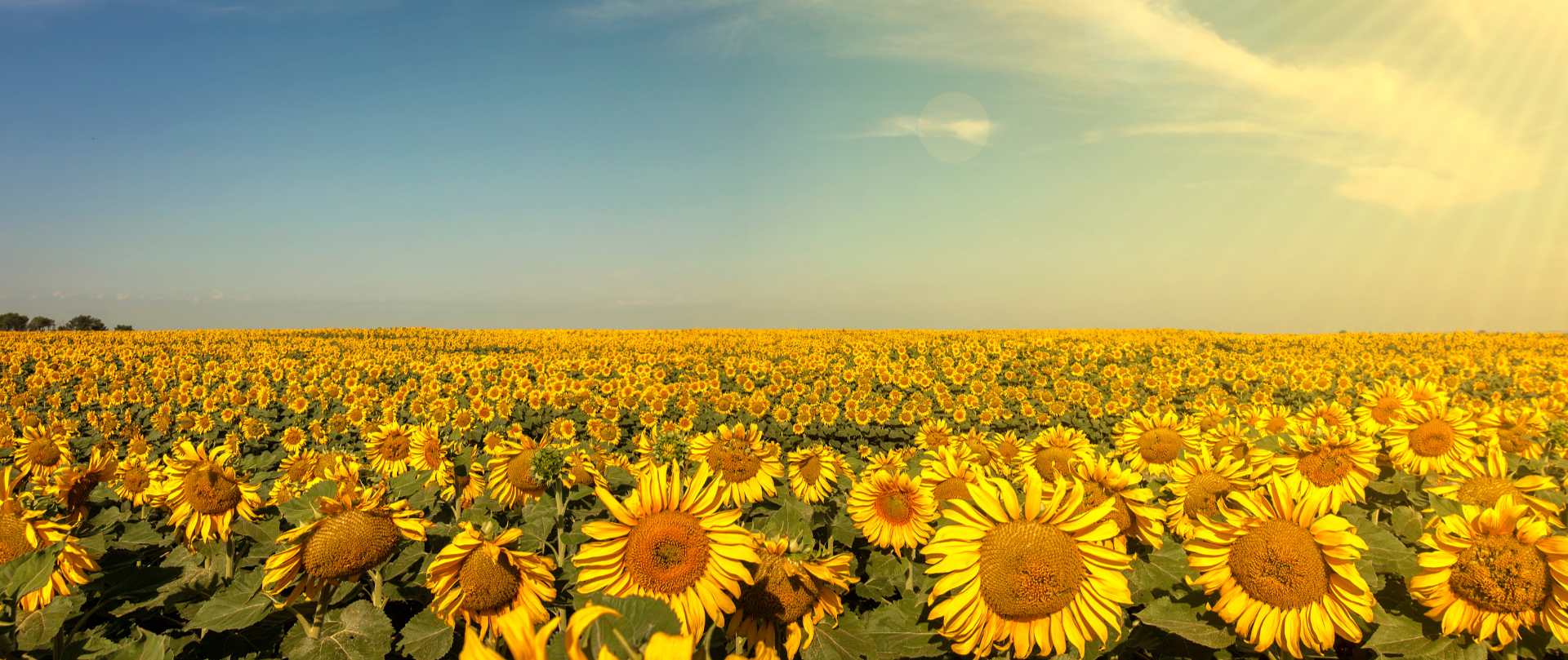 Late Summer Photo 1 copy(1920 x 1080 px).PNG
