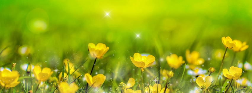 YELLOW SPRING COVER.png