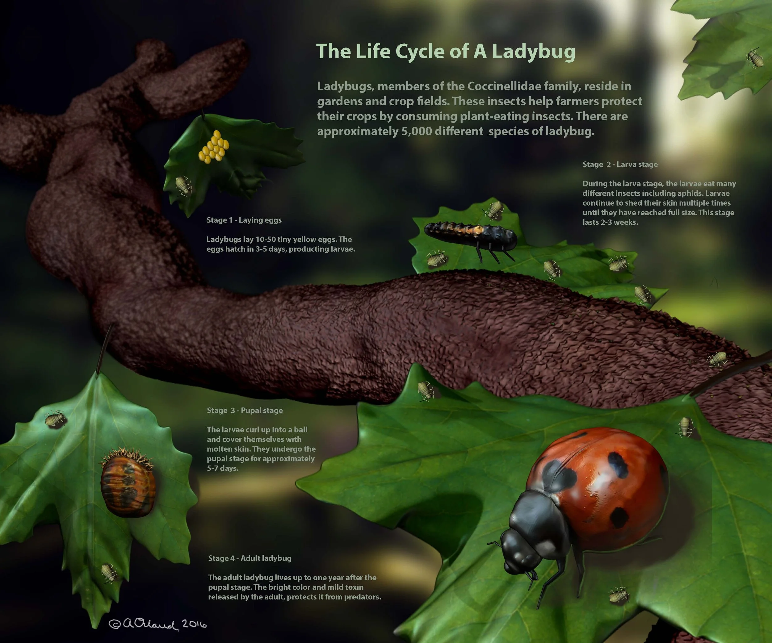 Figure 4. The Life of a Lady Bug