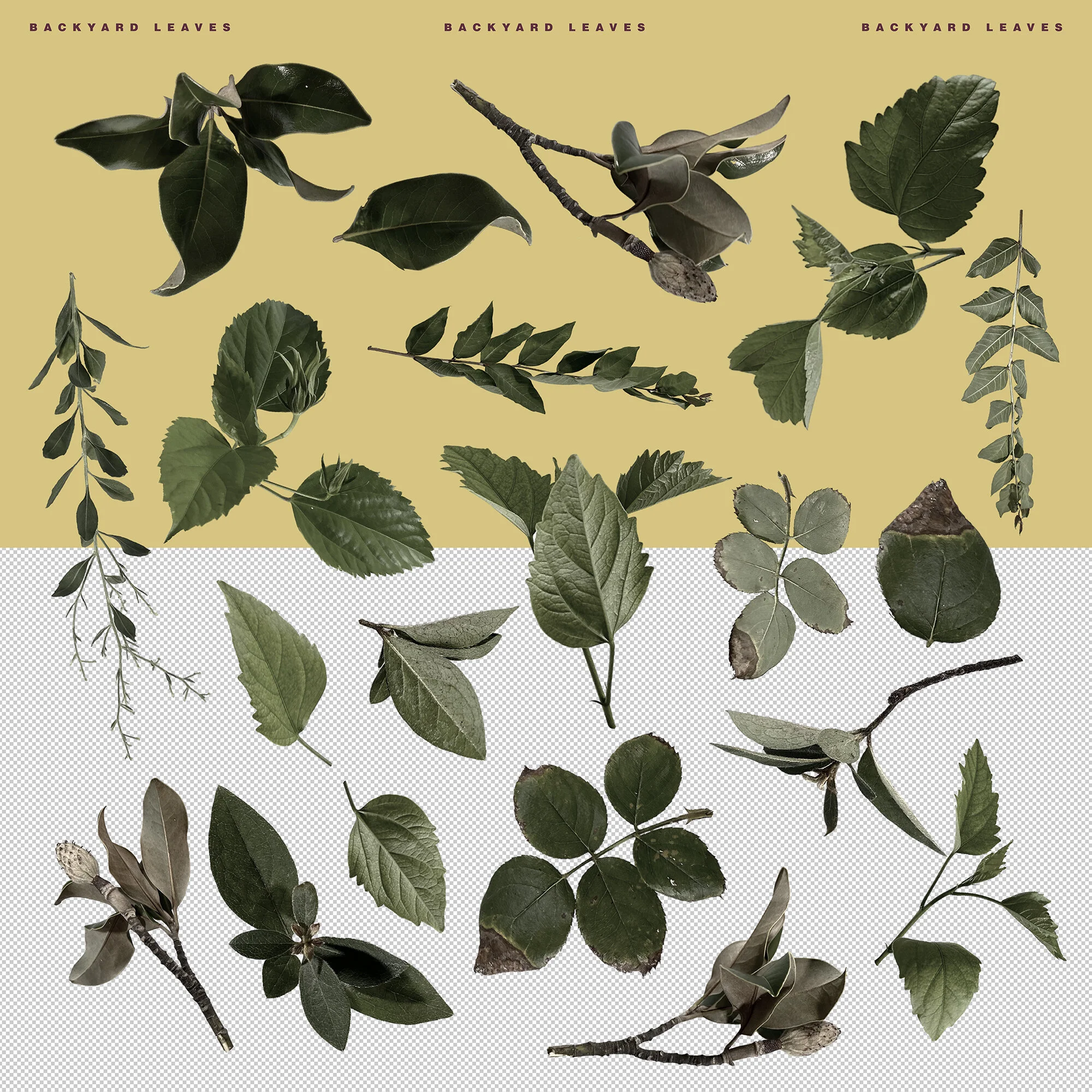 Back yard Leaves Bundle PNG copy.jpg