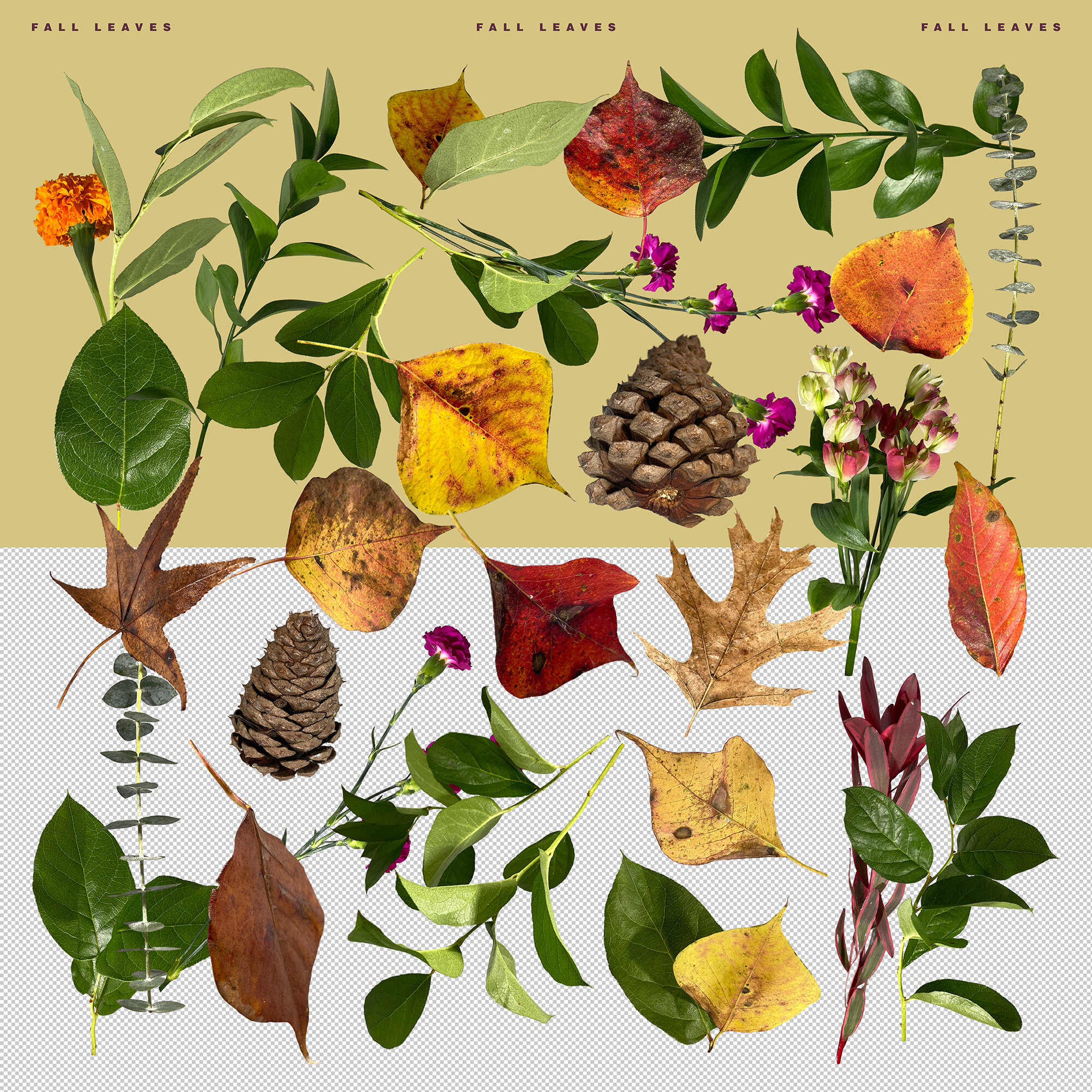 Fall Leaves PNG Bundle copy.jpg
