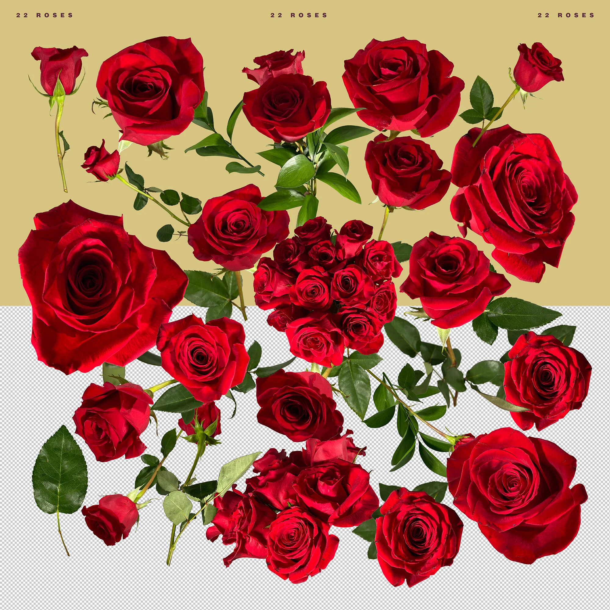 Roses PNG Bundle copy 2.jpg