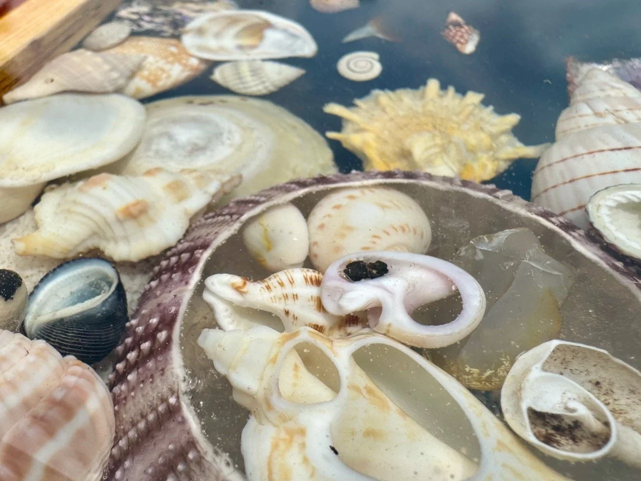Shell inlay surrounded by translucent resin capturing light and color.
