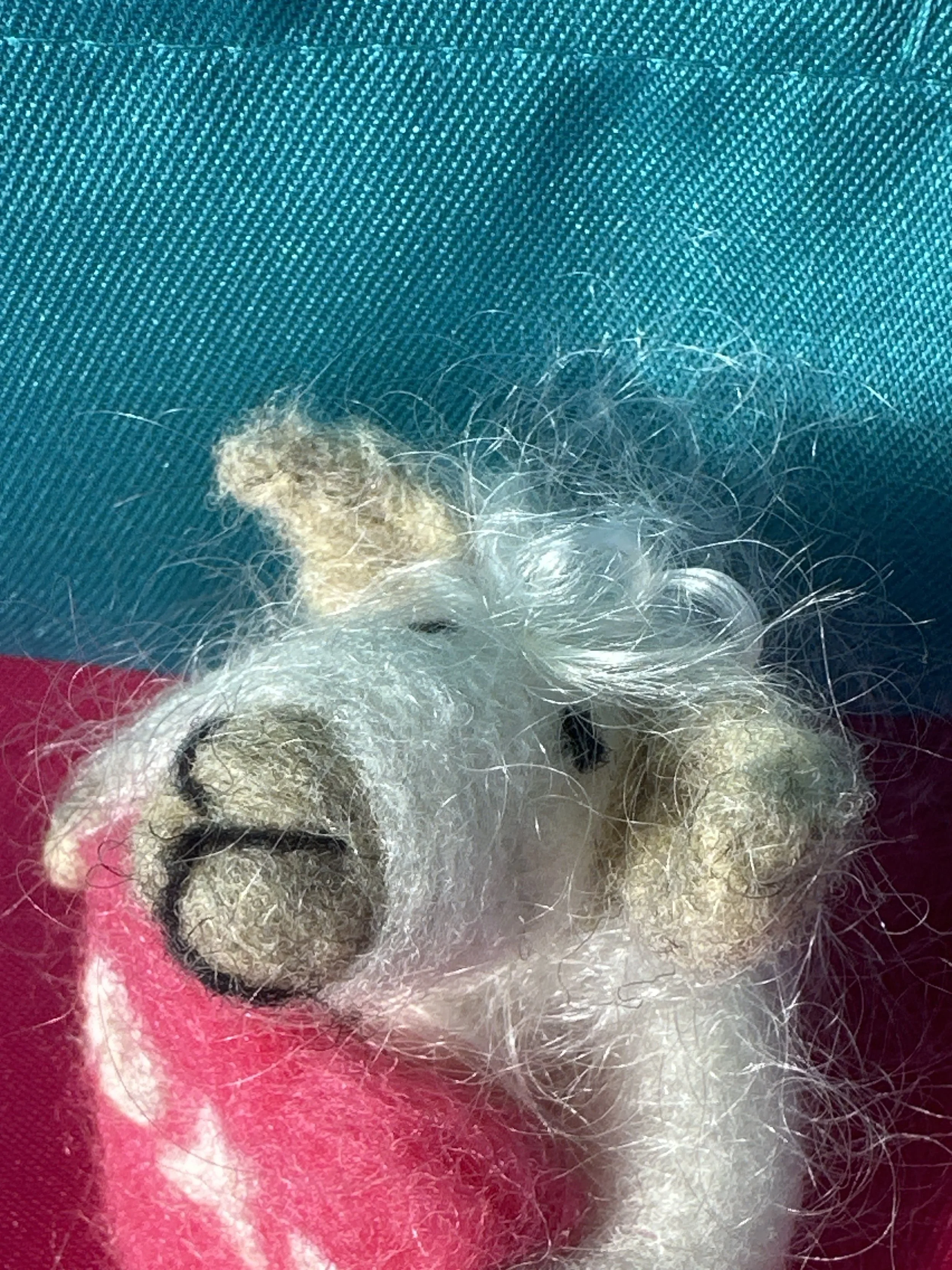 image_6209779 (3).JPG