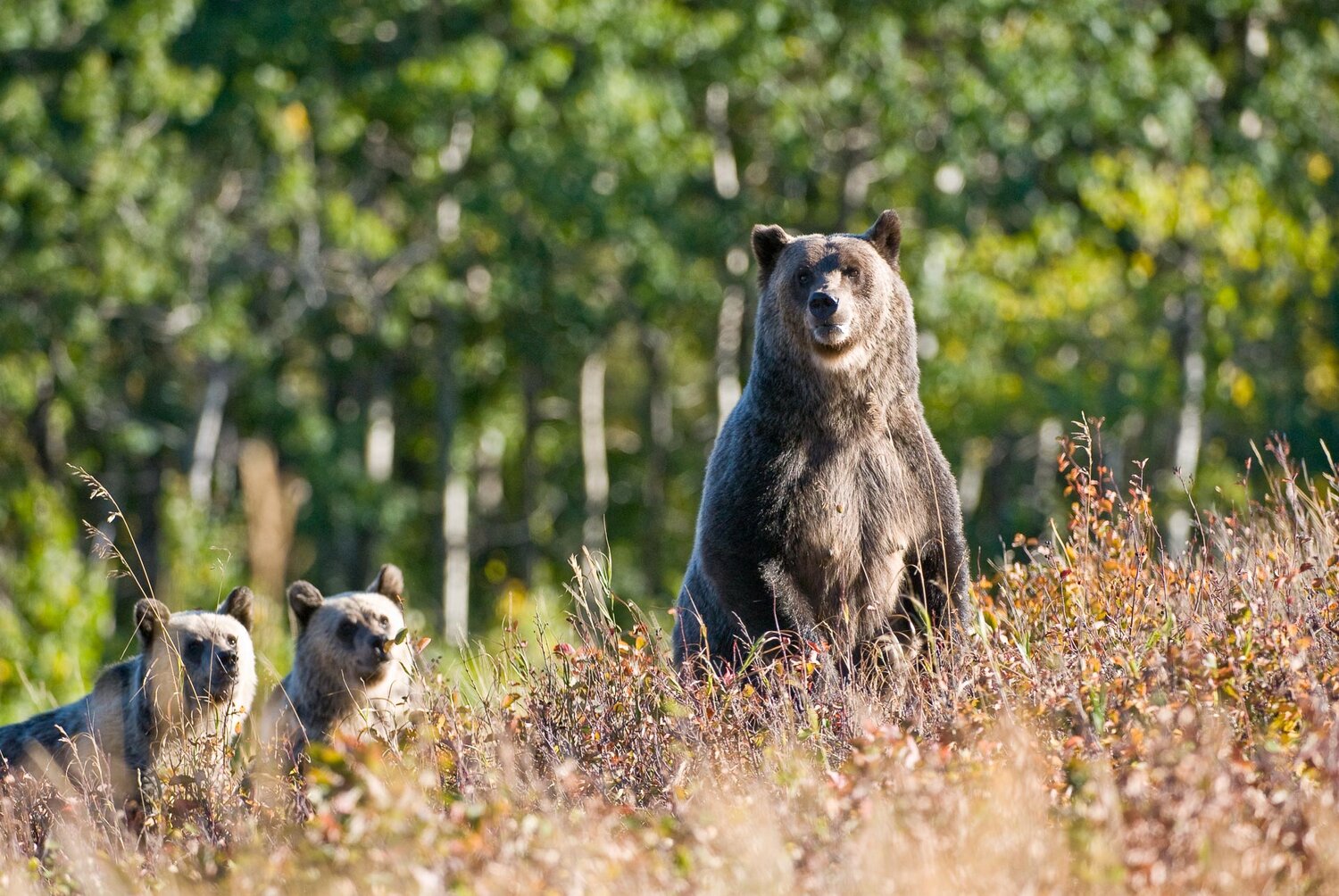 Grizzly Bear  National Wildlife Federation