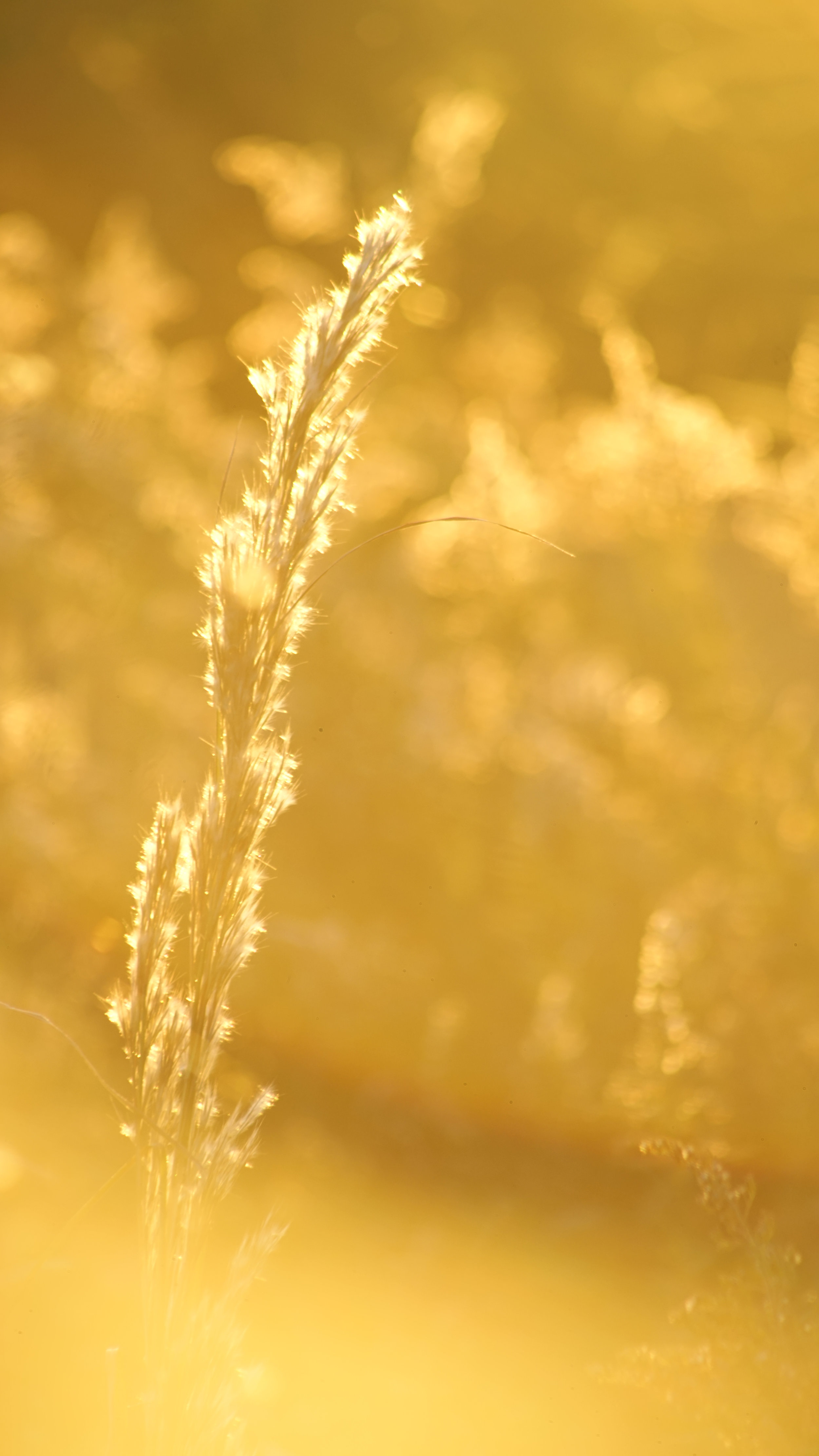 NELSON VANEGAS GOODSPERO PHOTO 2019 HOUSTON TEXAS PARK GOLDEN FIELD I.jpeg