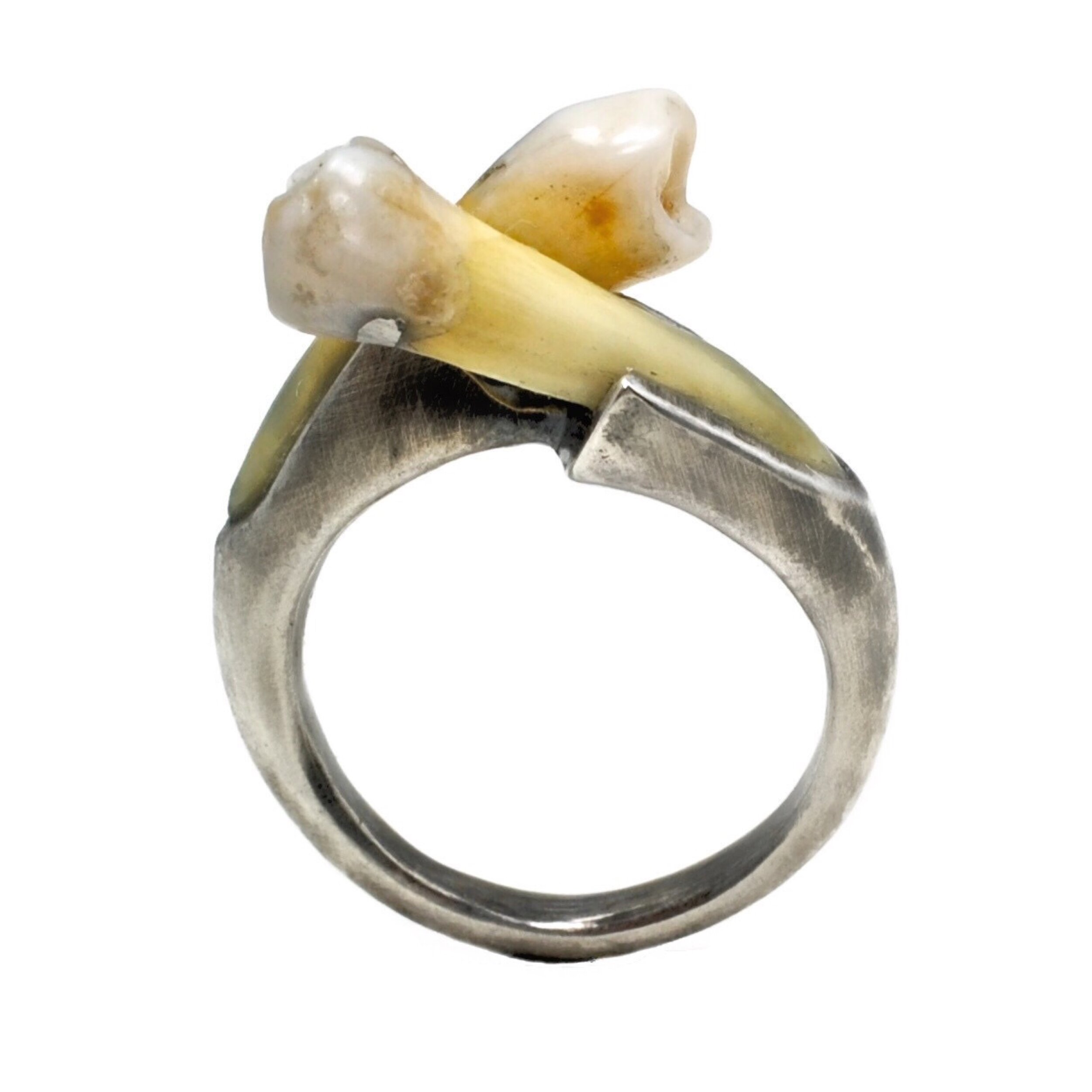 my Tooth RIng 5.JPG