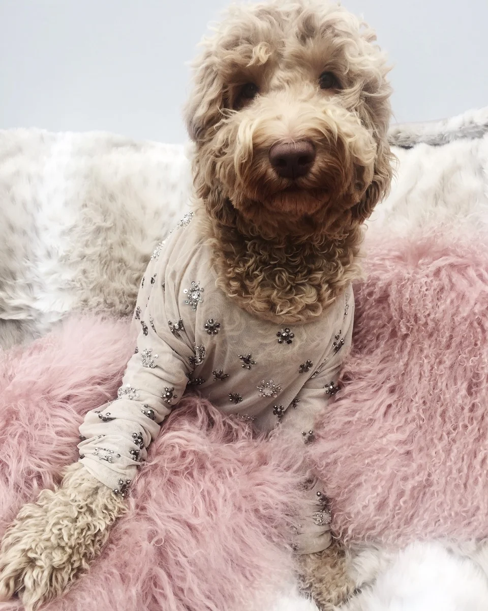 One of Rebeca's adorable pups. Fun fact: The 'Wishbone' part of Wishbone & Clover is so named because of her love for dogs. :)