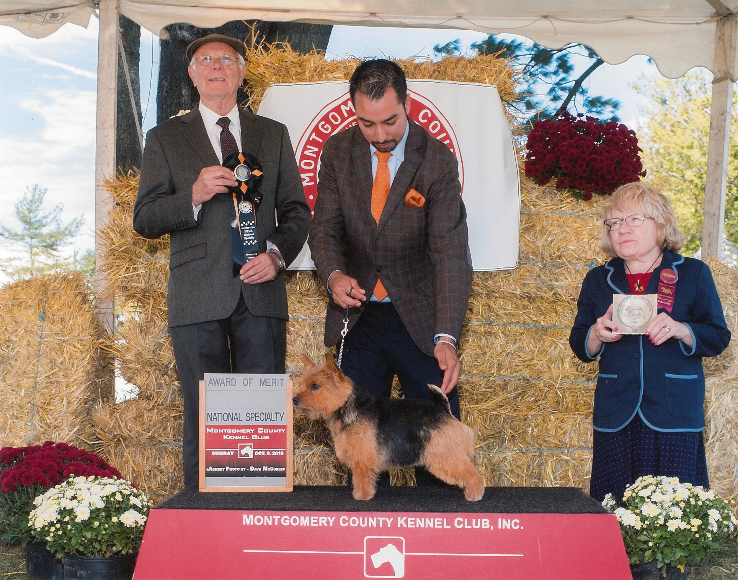 Award of Merit at 15 months old under judge Peter Green at the NTCA National Specialty, October 9, 2016. Handled by Alfonso Escobedo.