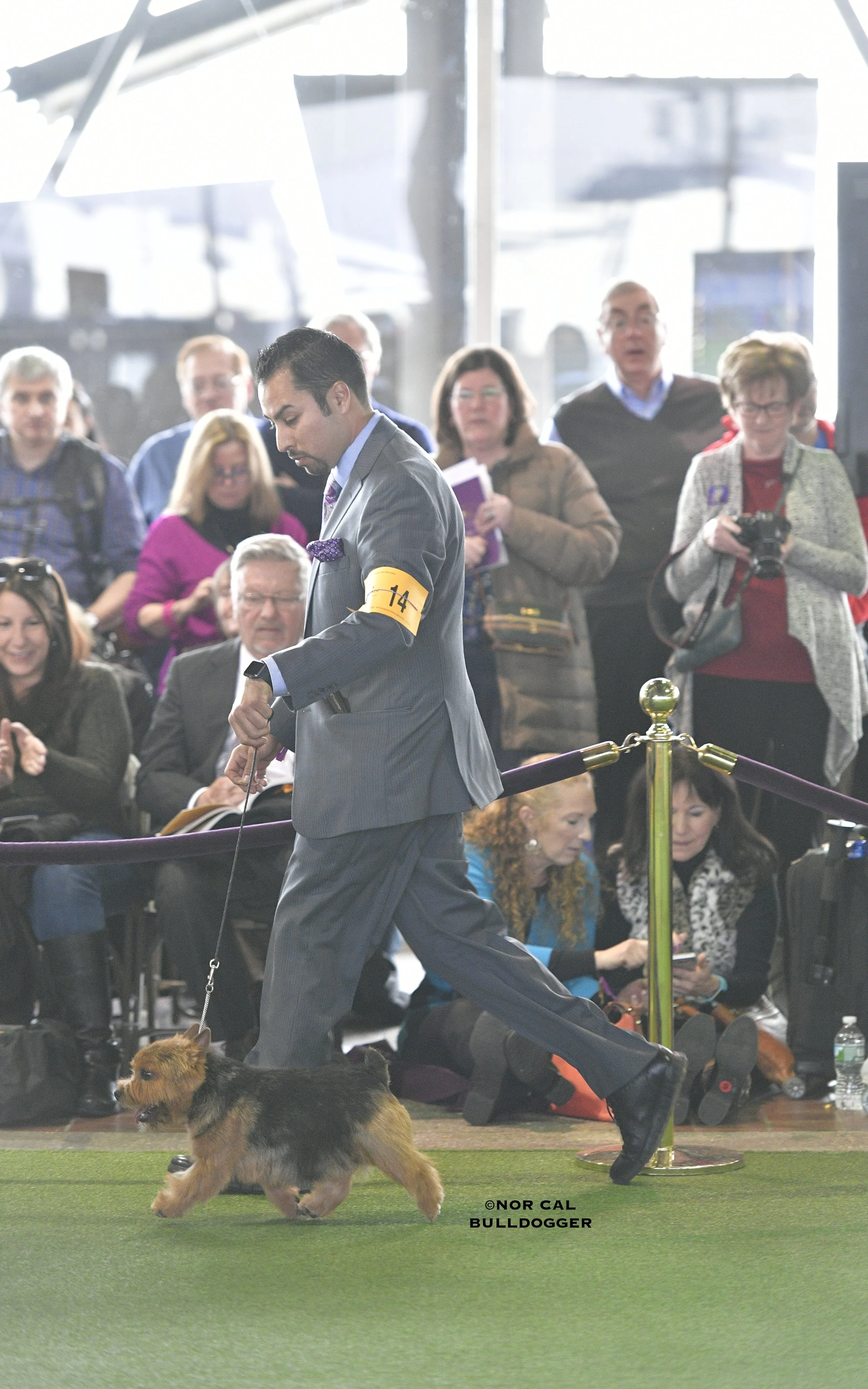 Skip moving along at the 2017 Westminster Kennel Club.
