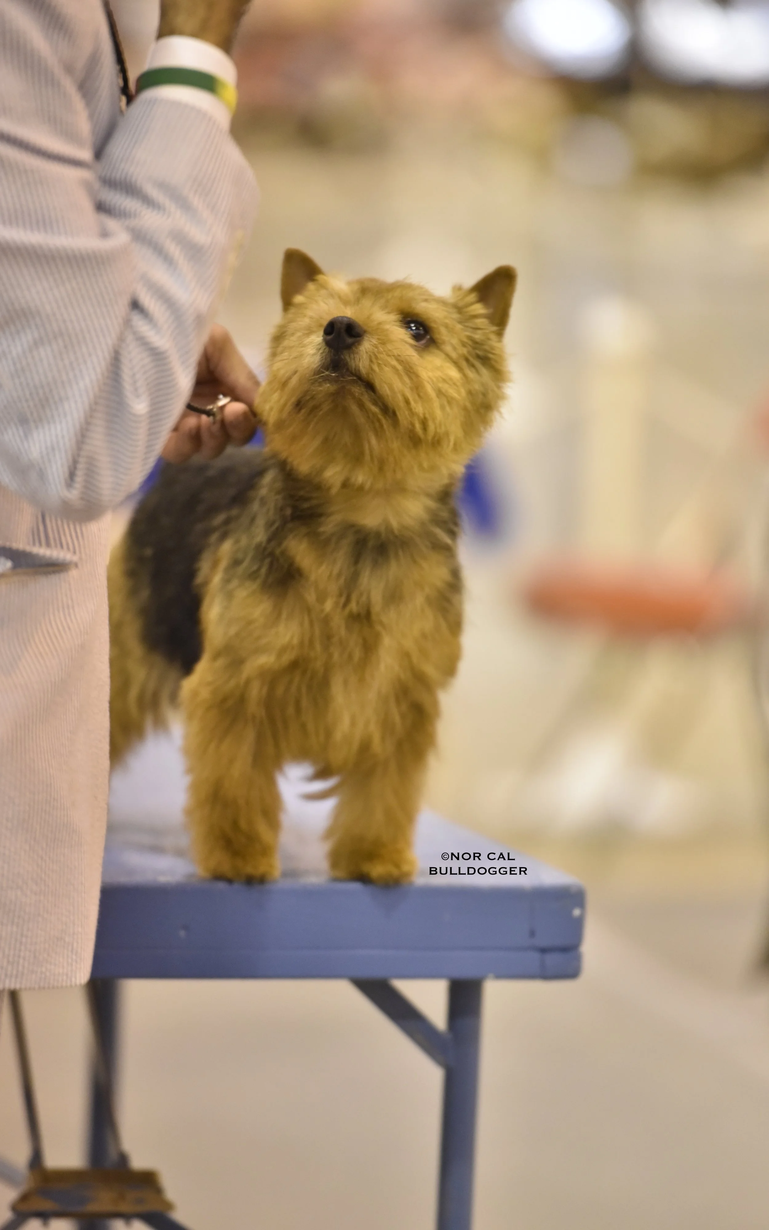Skip at the Houston dog show, July 2016.