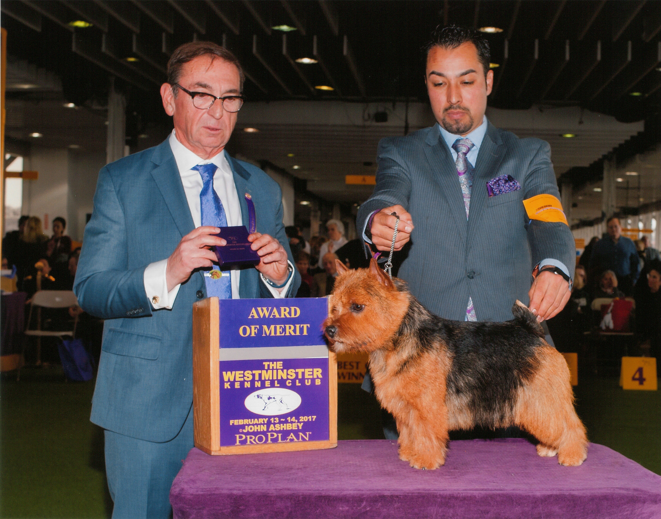 Skip at Westminster Kennel Club 2017, winning 1st Award of Merit under judge Bruce Schwartz, handled by Alfonso Escobedo.
