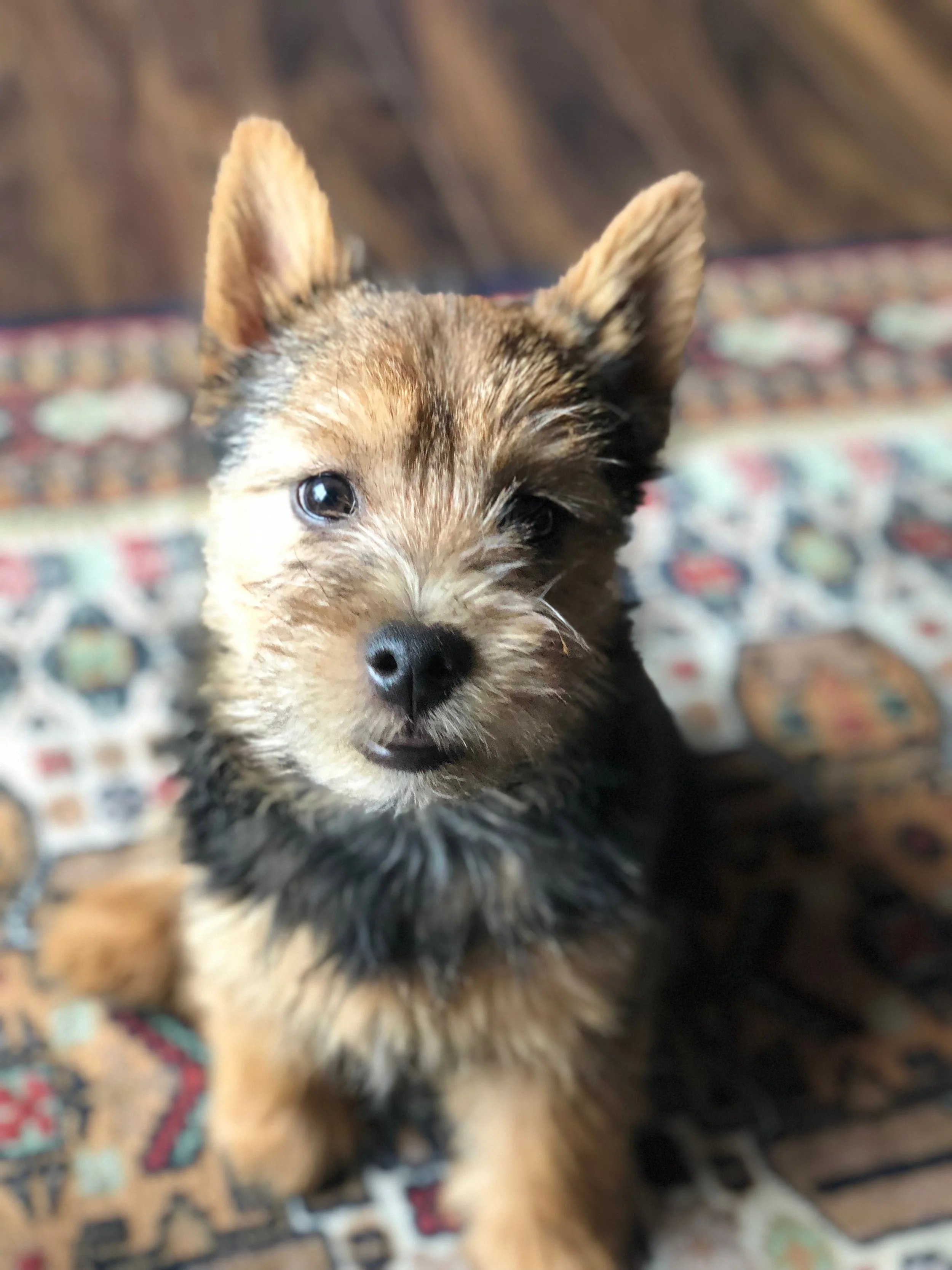 Best norwich breeders Free Shipping Black Friday