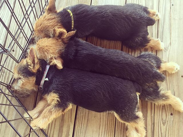 Three sweet sisters, snoozing in the Texas heat. #puppy #norwichterrier #akcnorwichterrier