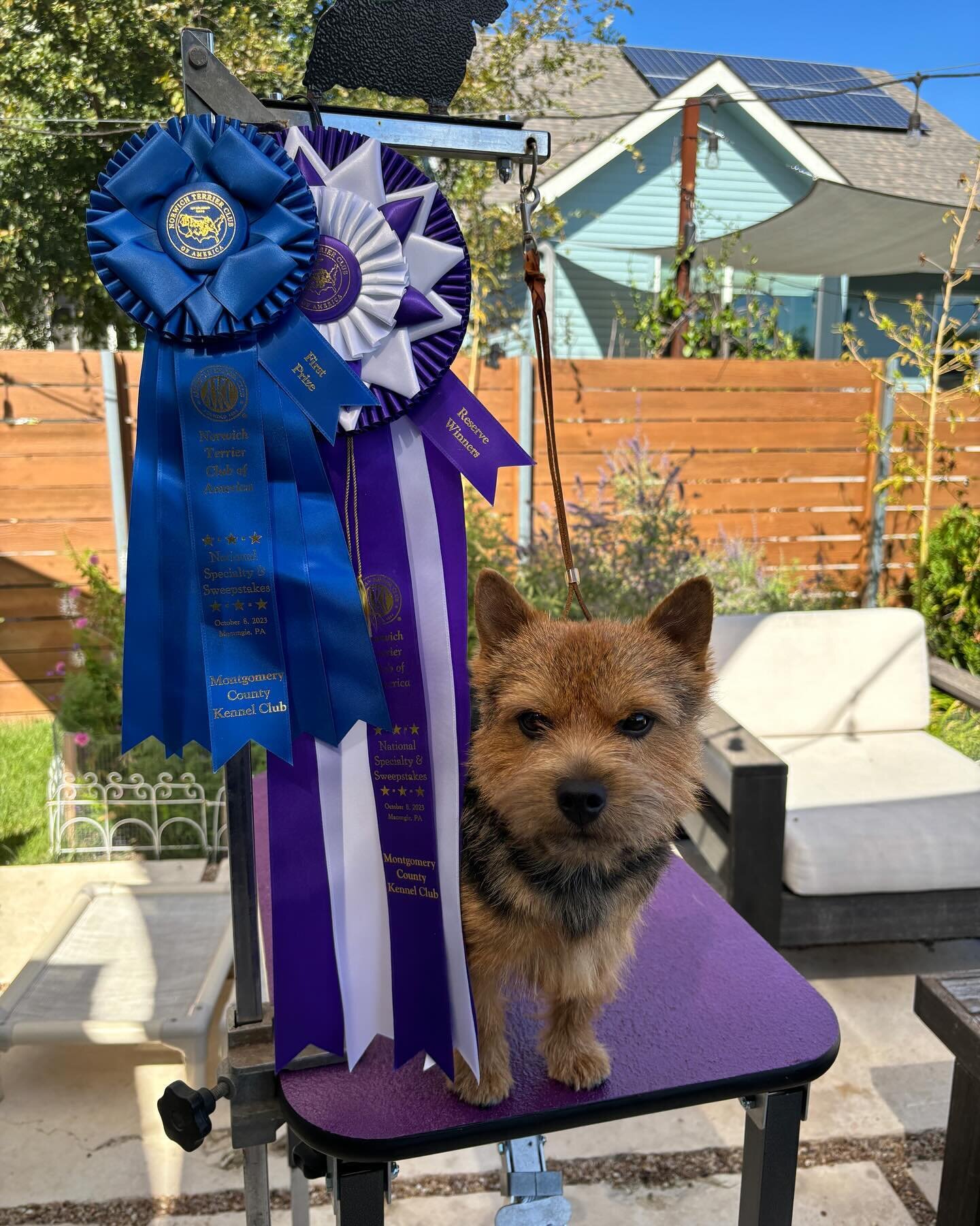 I took my friend Harrison up to PA for the big shows. On the biggest day (Montgomery) he went 1st out of his 12-15 month class and then on to reserve winners dog for a three-point major under judge Desi Murphy. He was the happiest little show dog and