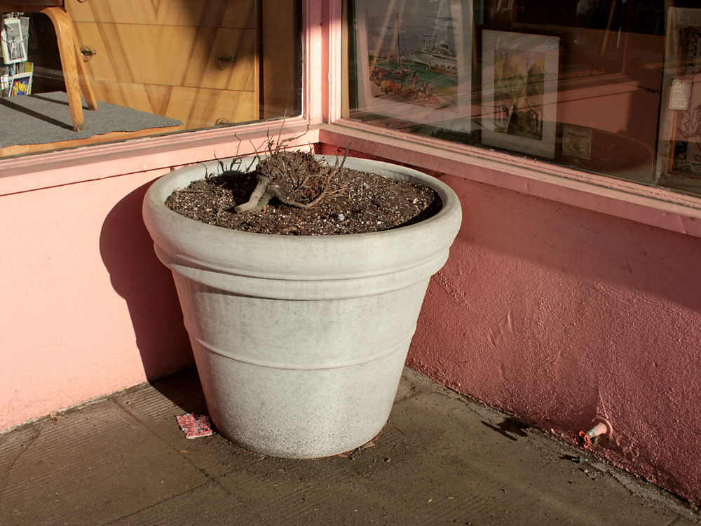 dead-plant.jpg