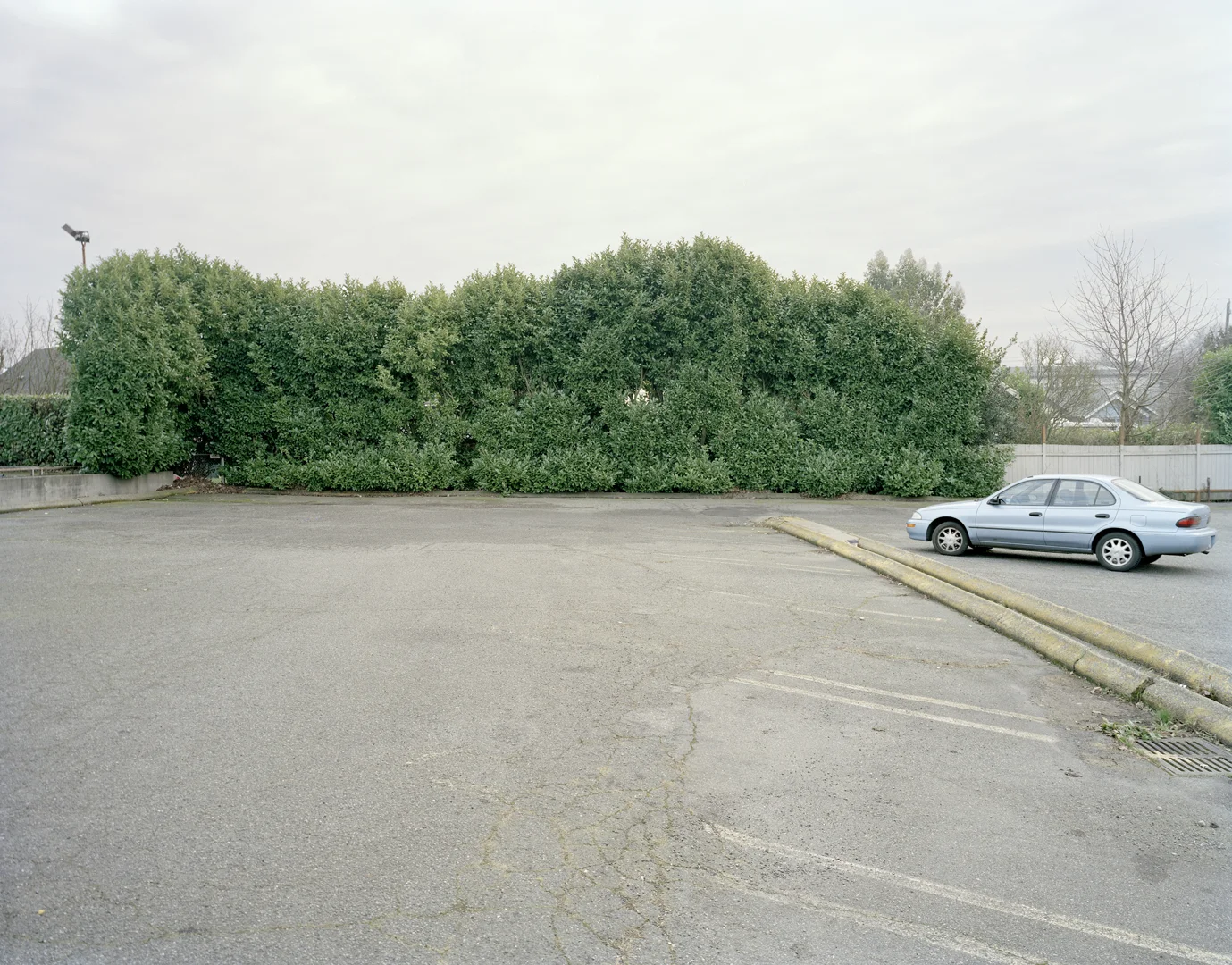 TO ADD Giant bush.jpg