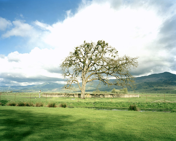 tree, oregon.jpg