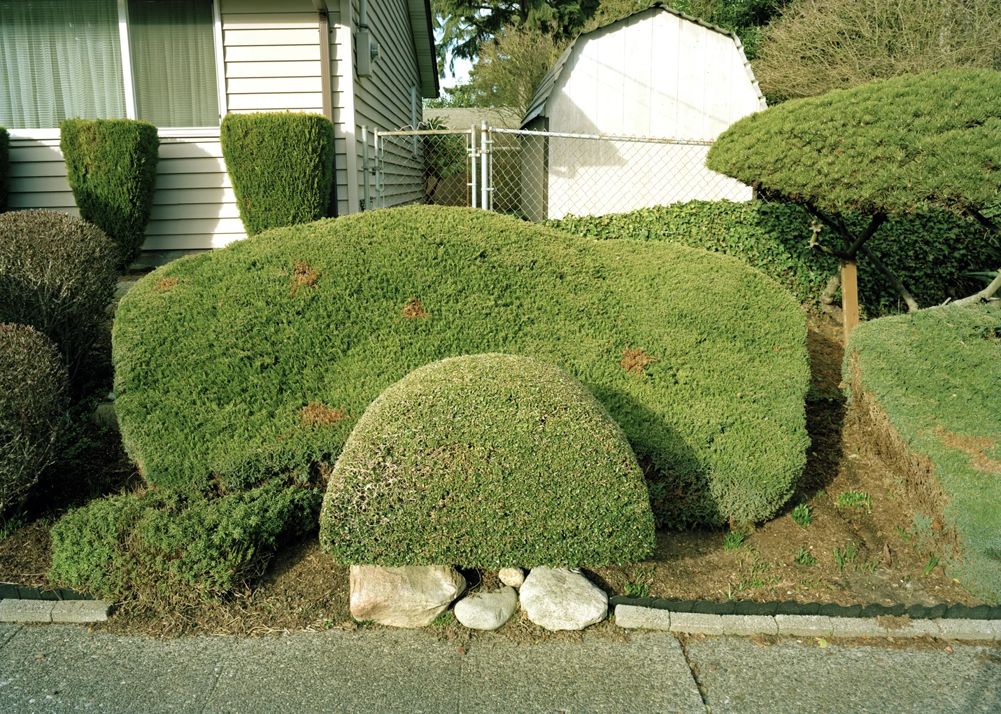 trimmed-bush.jpg