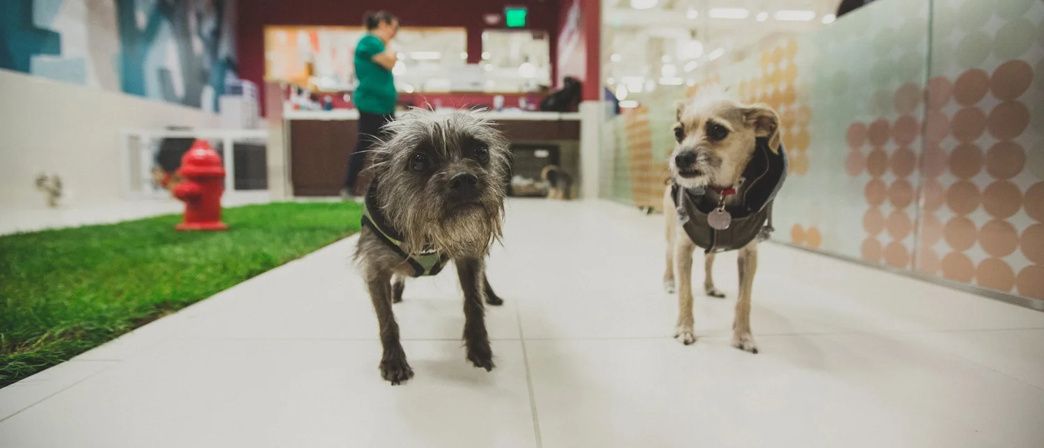 services-large-smalldogdaycare.jpg