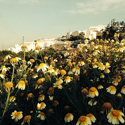 Happiness radiates like the fragrance form a flower and draws all good things toward you. - Maharishi Mahesh Yogi