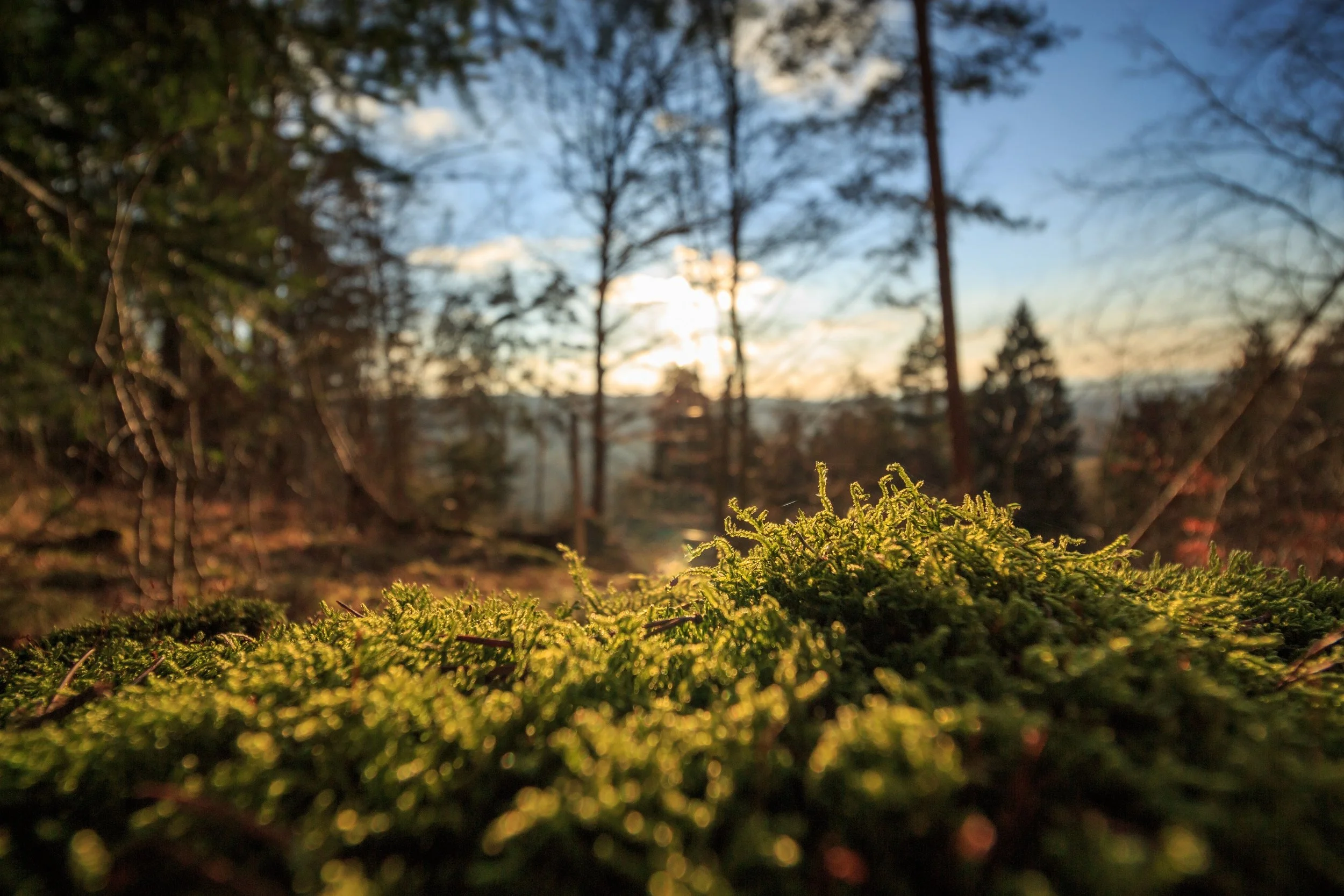 Forest Bathing for Aviva Woman in Salt Lake City, Utah
