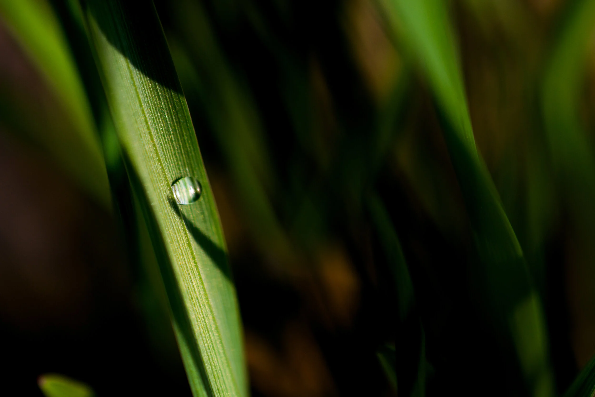Cleanse Your Body in Spring with Acupuncture