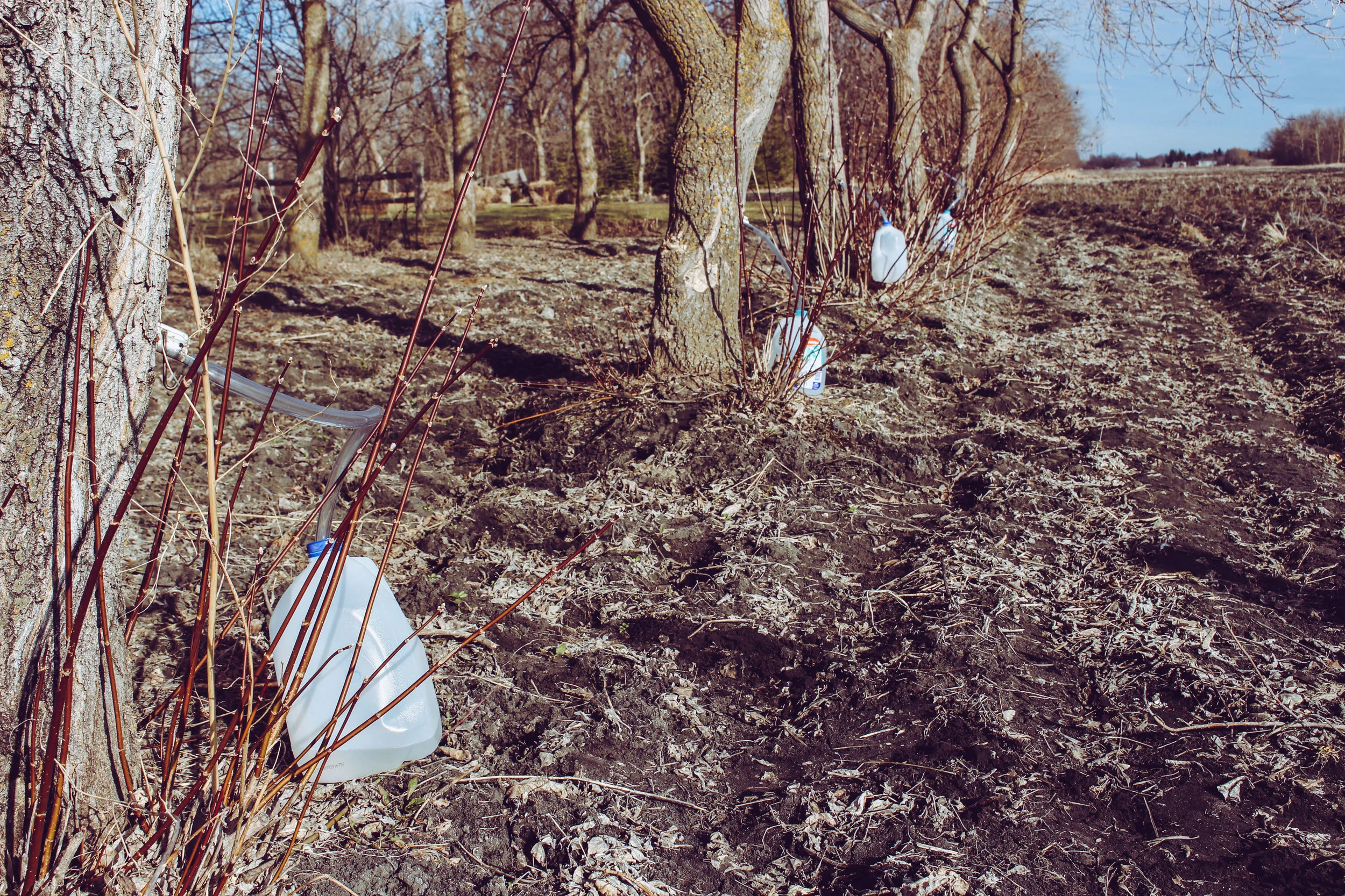 My dad tapped Manitoba maple trees along a field as well as some in a narrow forest. You can also collect sap from other tree species, like birch, to make syrup.