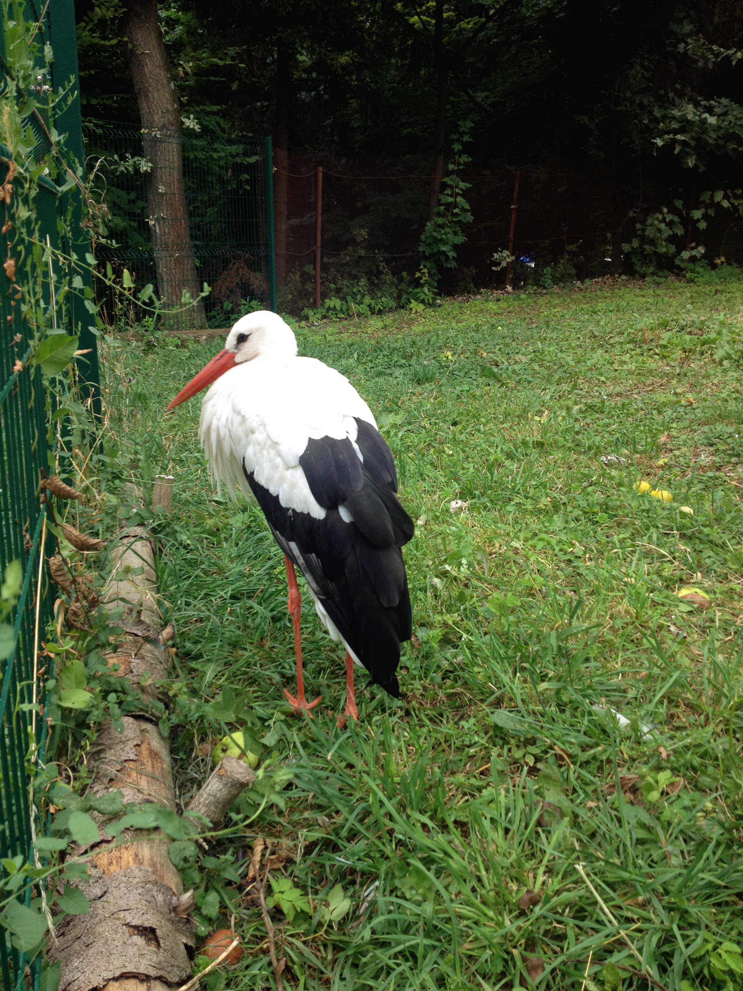 Shevchenkivs'kyi Hai open-air museum in Lviv had a few storks fenced in.
