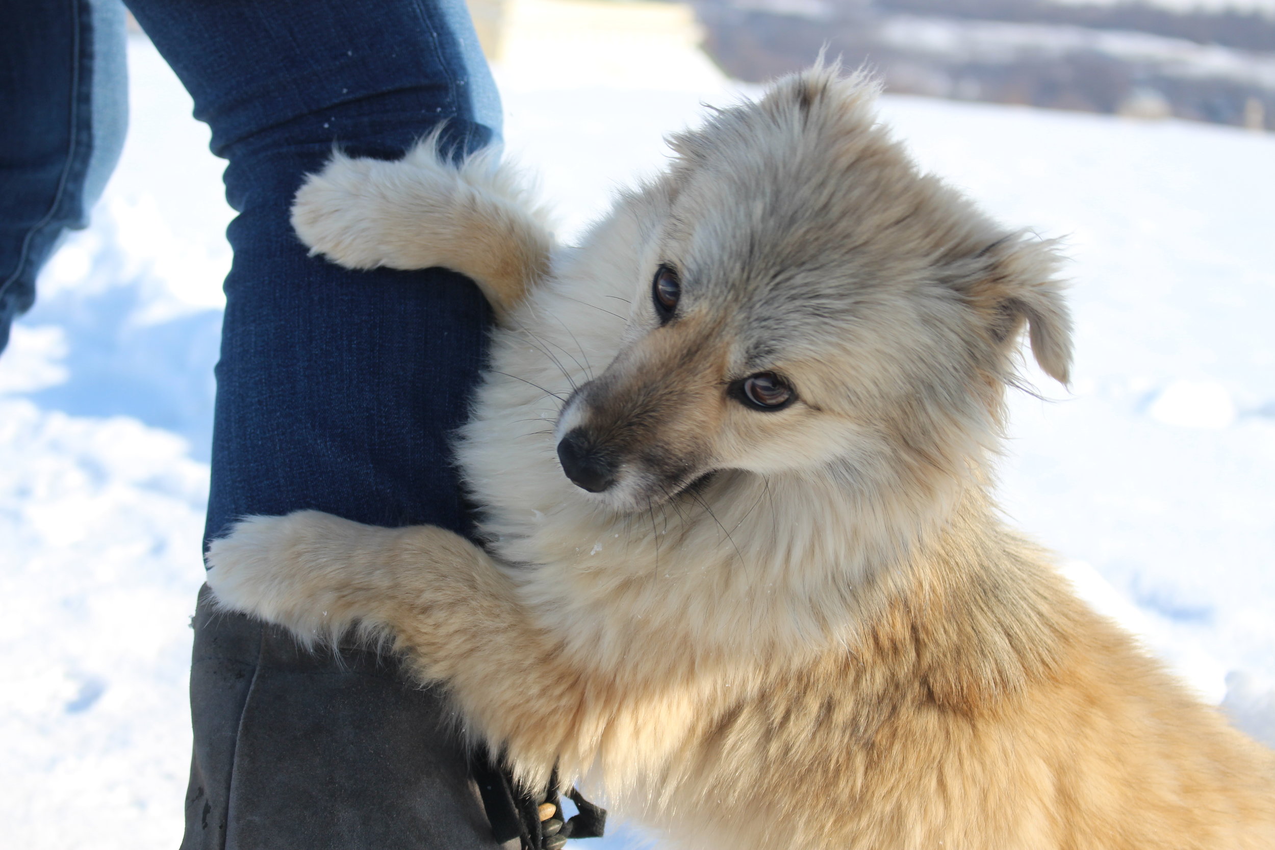  Meet our new friend, Tyn-Tyn. 
