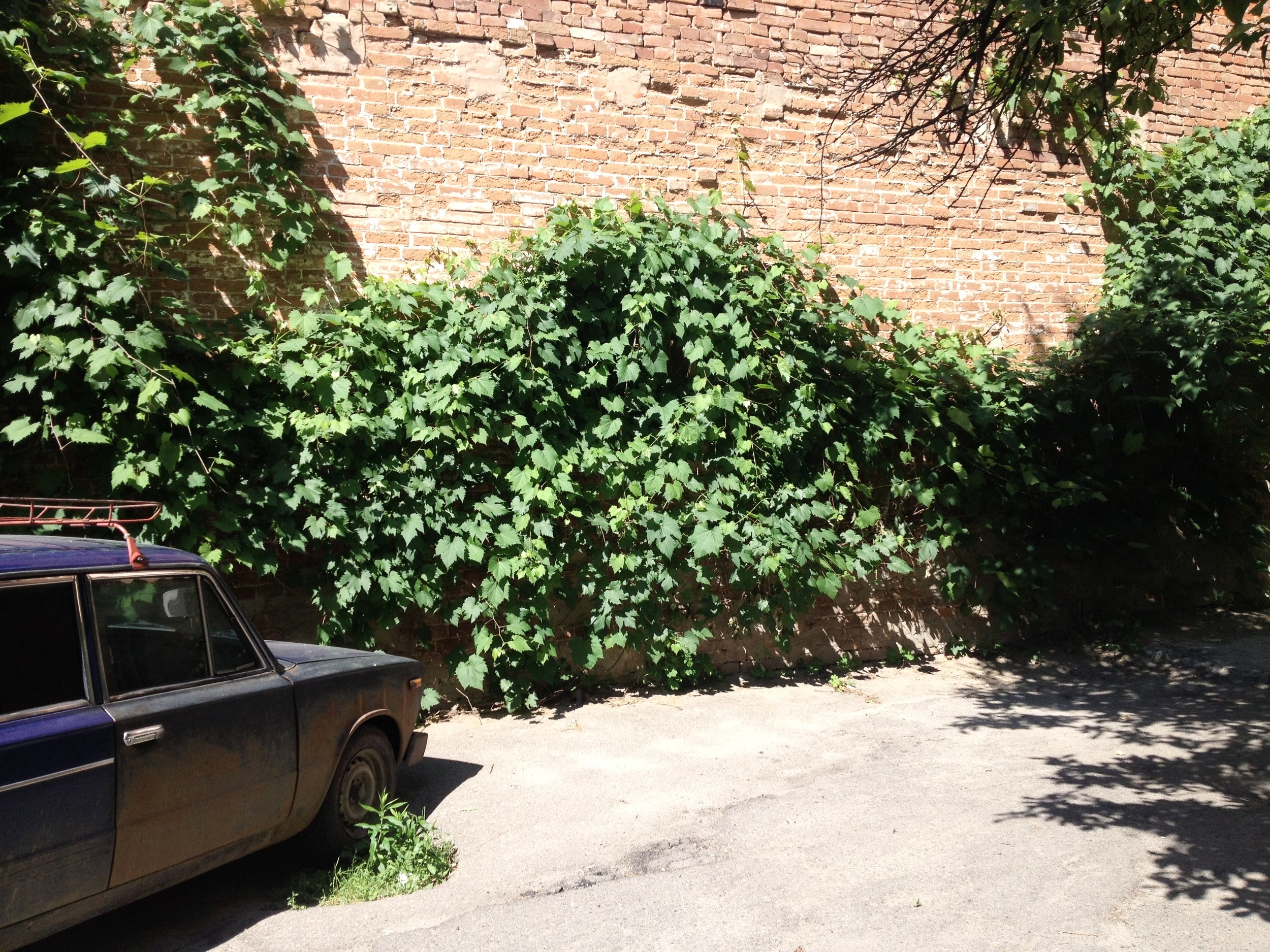  The courtyard of my apartment was so green and lush and beautiful.  