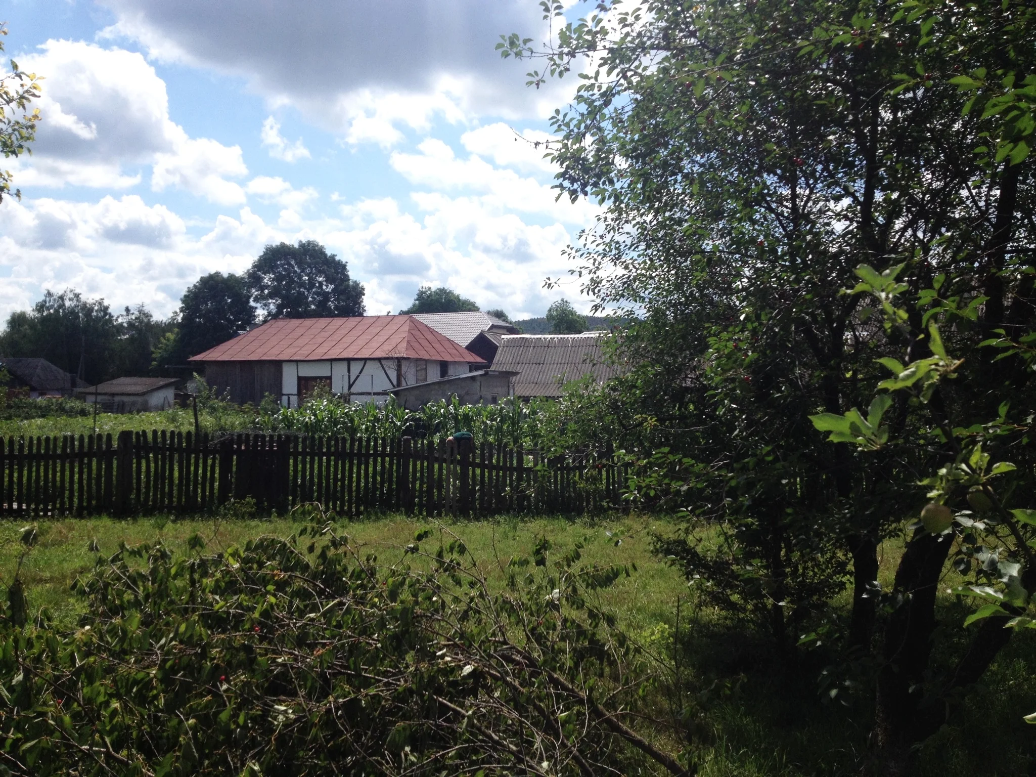 The yard was covered in cherry tree branches.