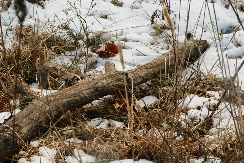 Busse Woods-136.jpg