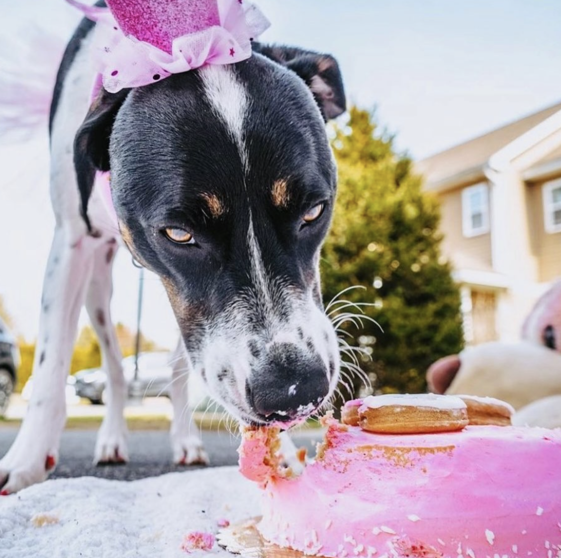 Dog Eat Cake