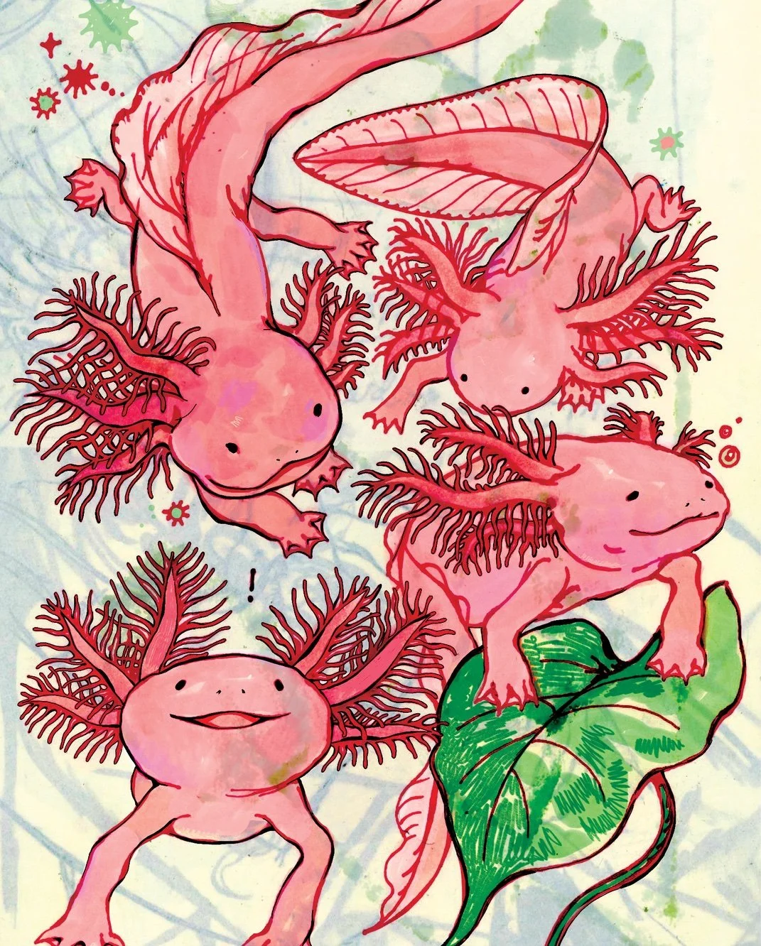 Schadhauser Illustrations