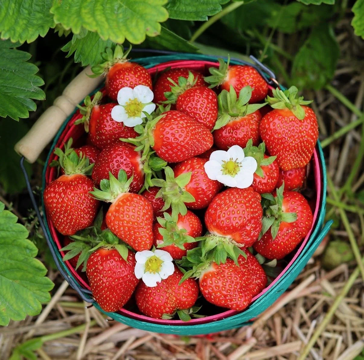 Strawberries at Ward's Berry Farm
