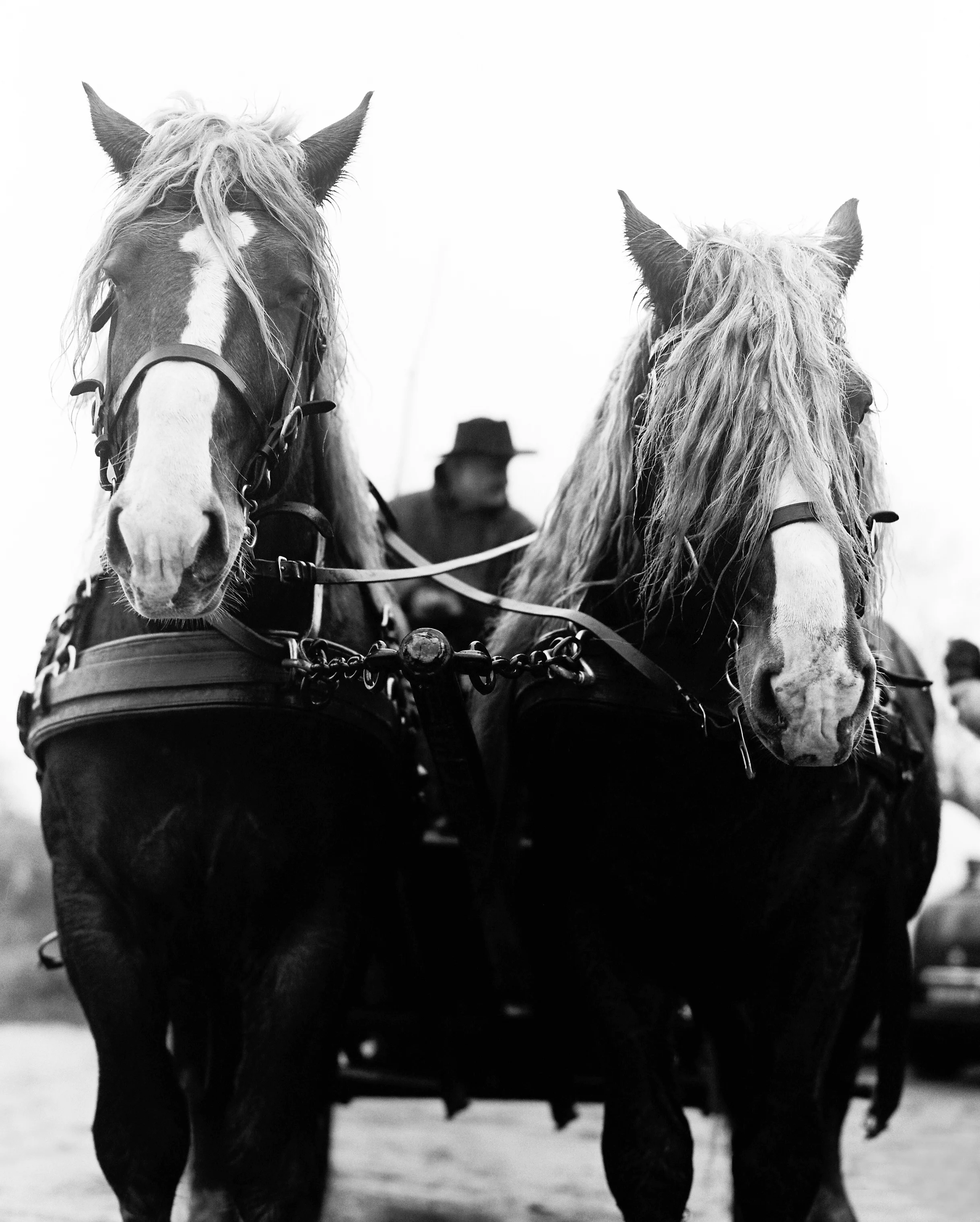 WarHorse12_0014.jpg