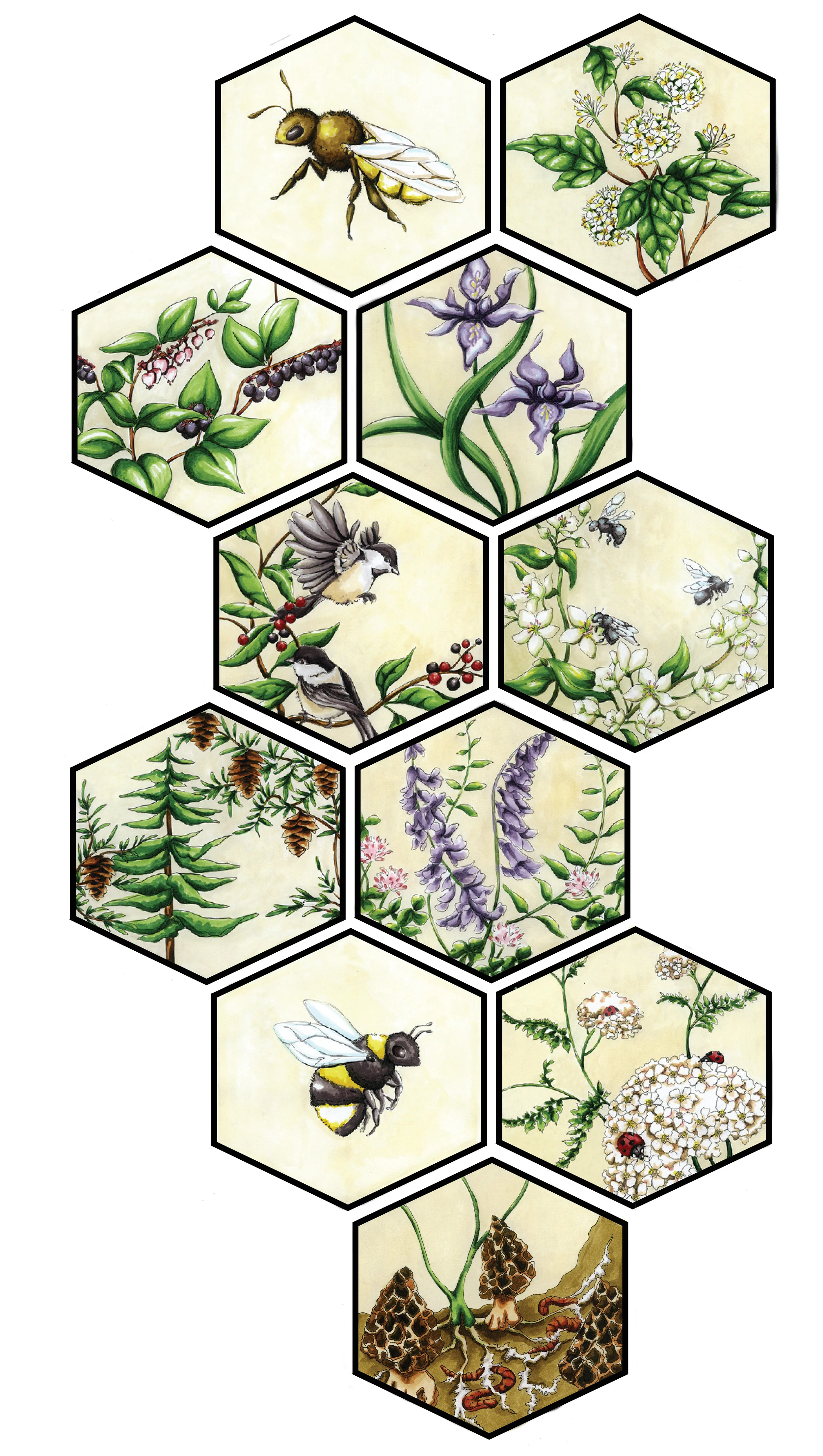 illustrations.jpg