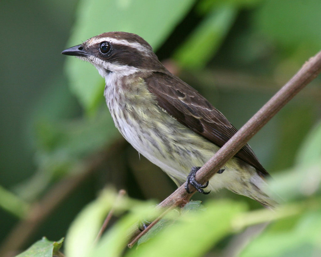 Piratic Flycatcher