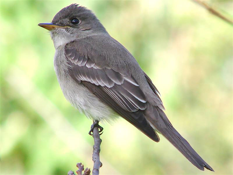 Tropical Pewee