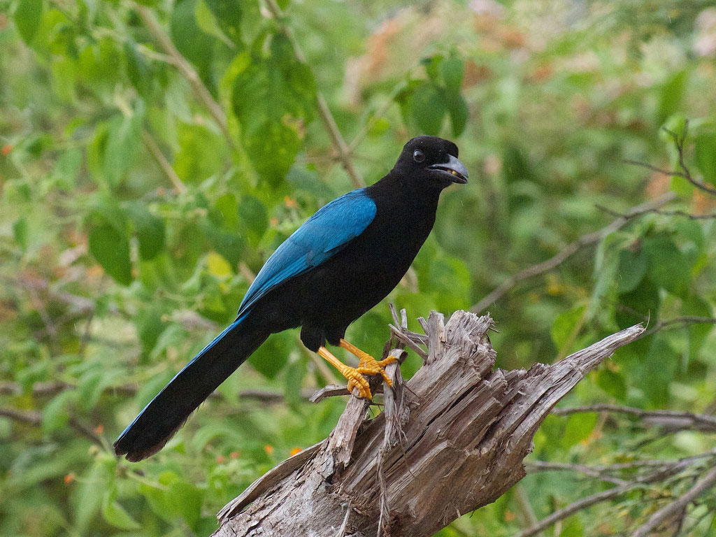 Yucatán Jay