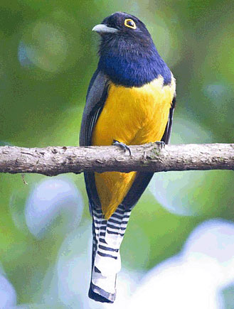 Gartered Trogon