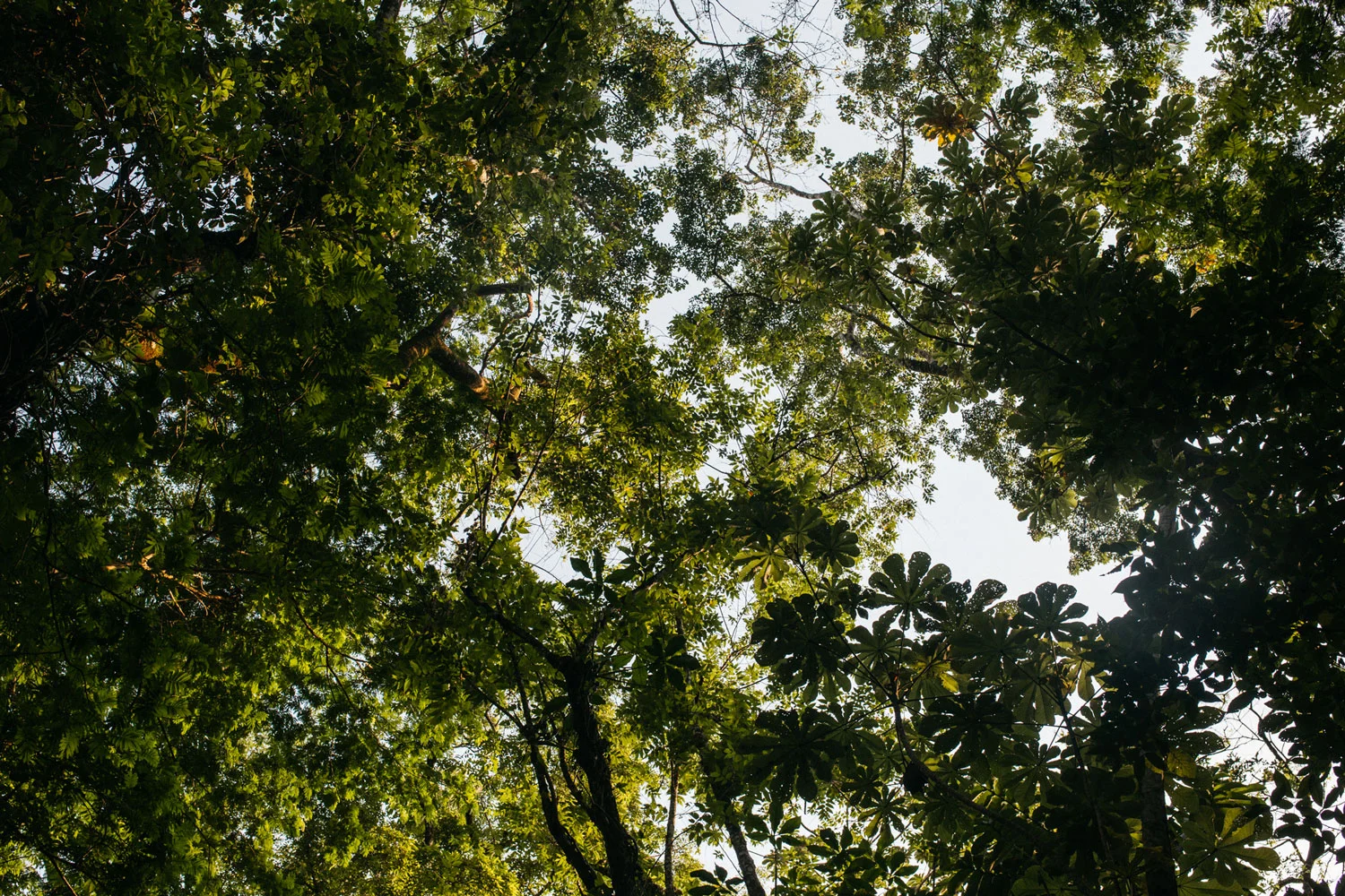 Hammocks_and_Ruins_Town_Villages_Chiapas_Lakes_Rivers_Jungles_Highlands_Agua_Azul_Waterfalls12-(long).jpg