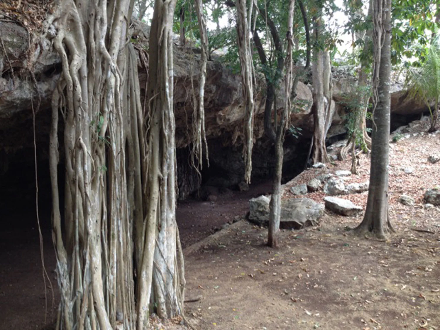 Cenote hole formation, this view is from the jungle park.