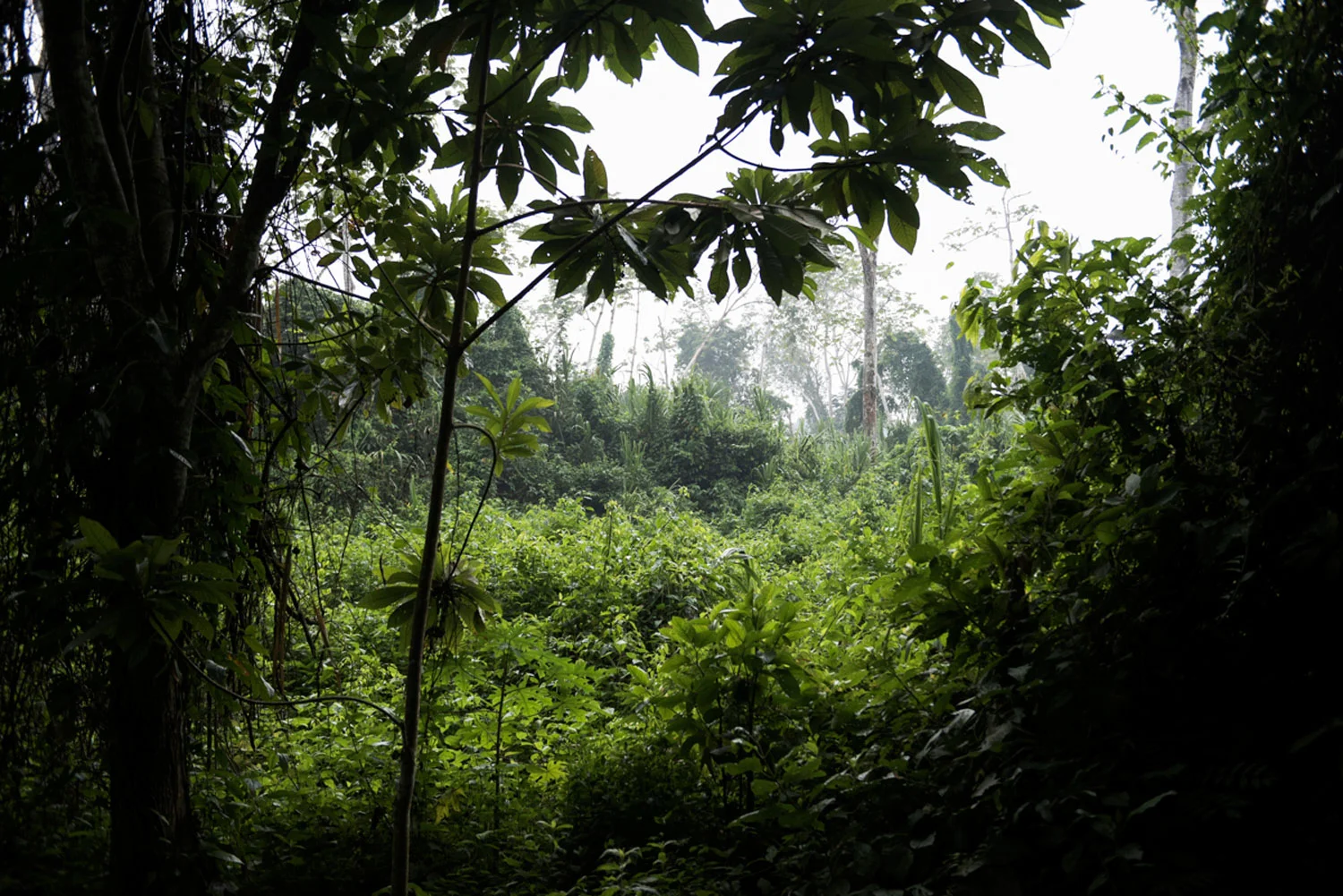 Hammocks_and_Ruins_Blog_Riviera_Maya_Mexico_Travel_Discover_Explore_What_to_do_Jungles_Lacandon_3.jpg