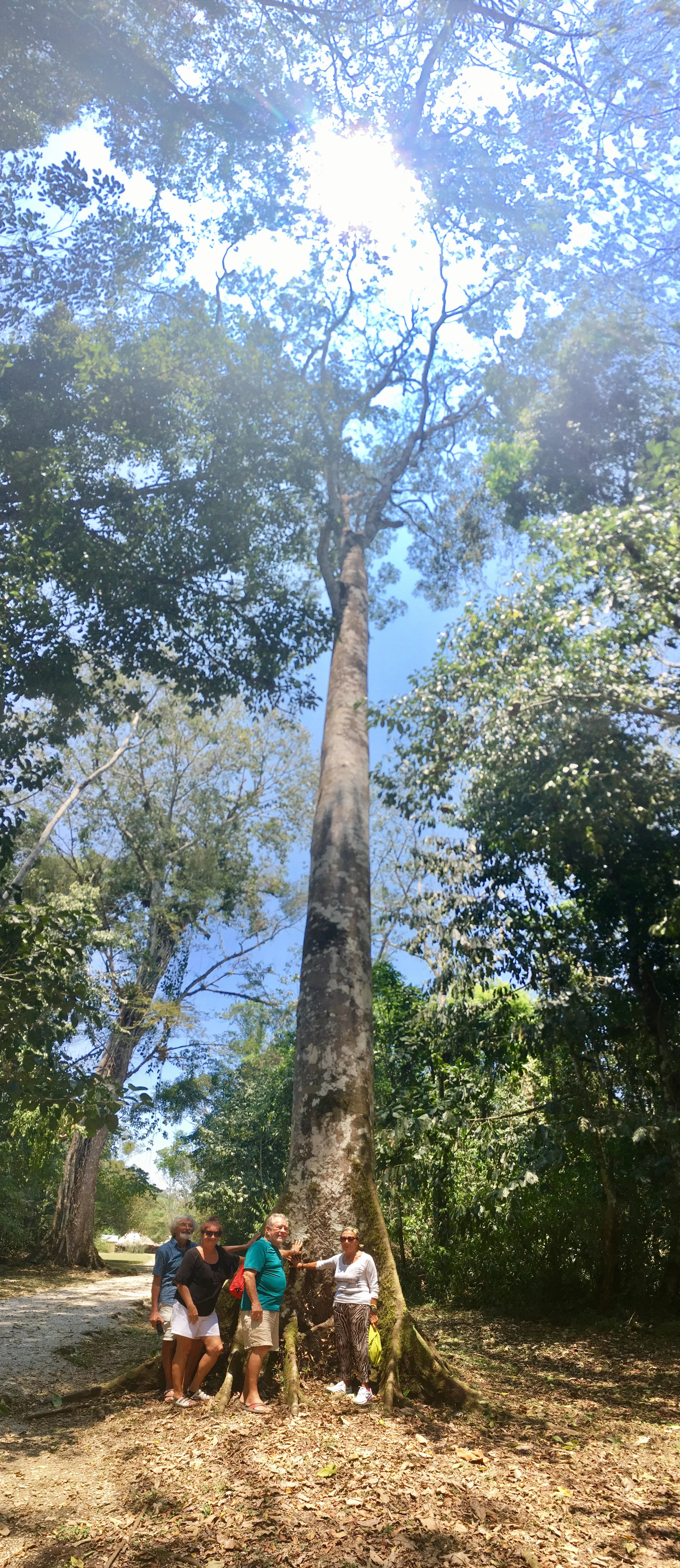 Amargo tree.jpg