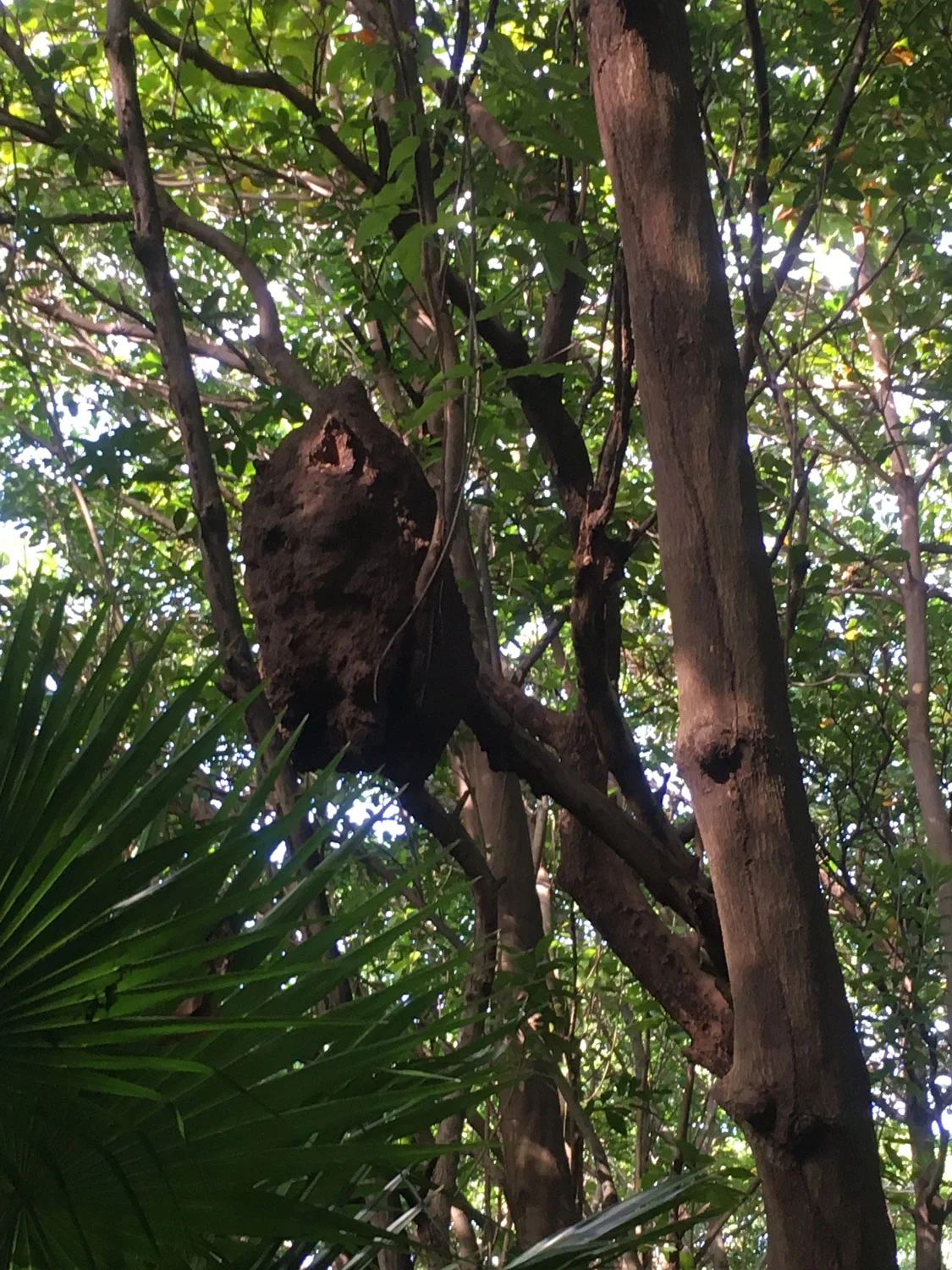 Hammocks_and_Ruins_Riviera_Maya_Mexico_Explore_What_to_Do_Yucatan_March_2018_Cancun_11.jpg