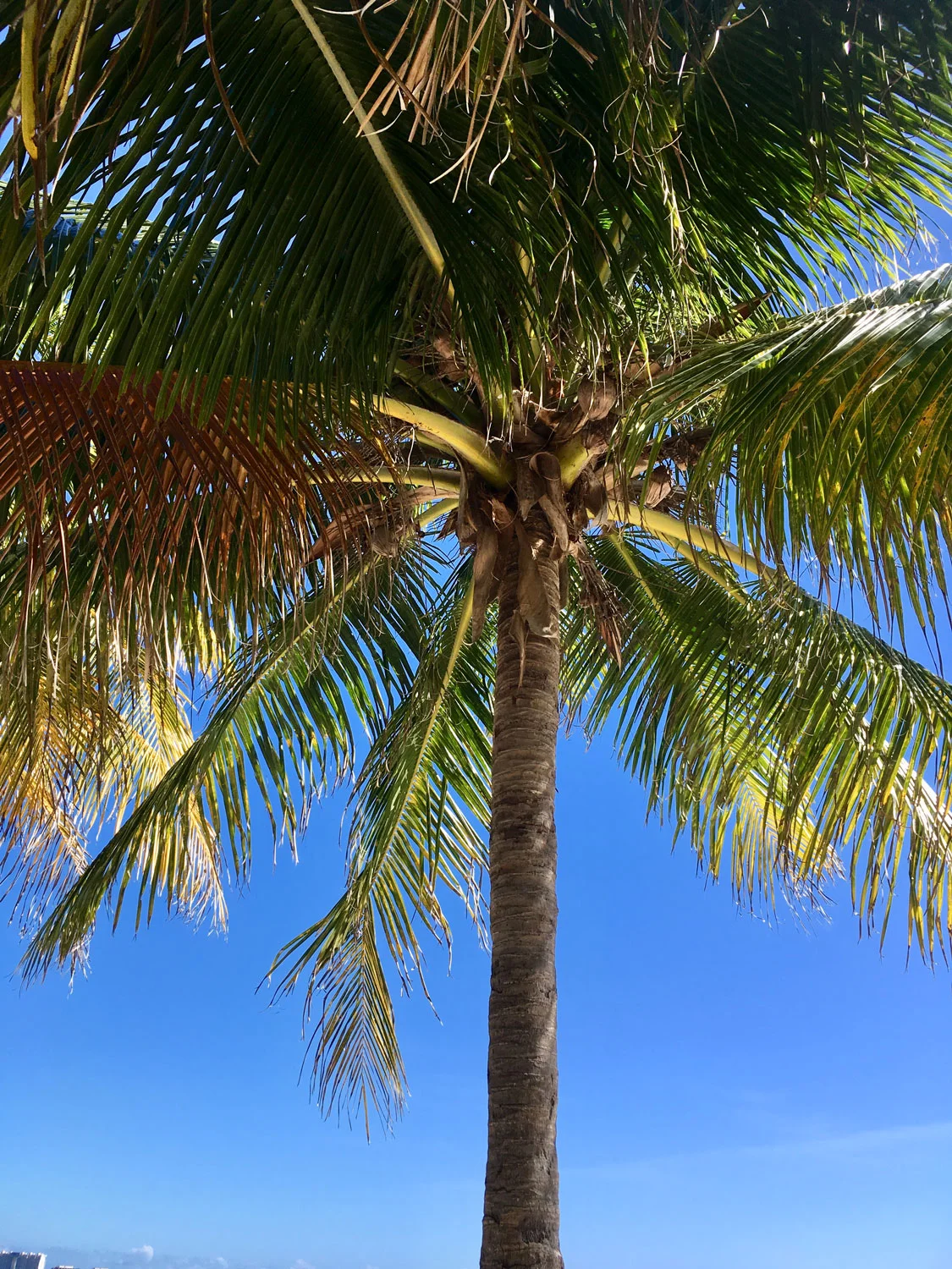 Hammocks_and_Ruins_Things_To_Do_Cancun_Explore_Riviera_Maya_Mexico_Cancun_Beaches_Coral_El_Mirador_II_13.jpg